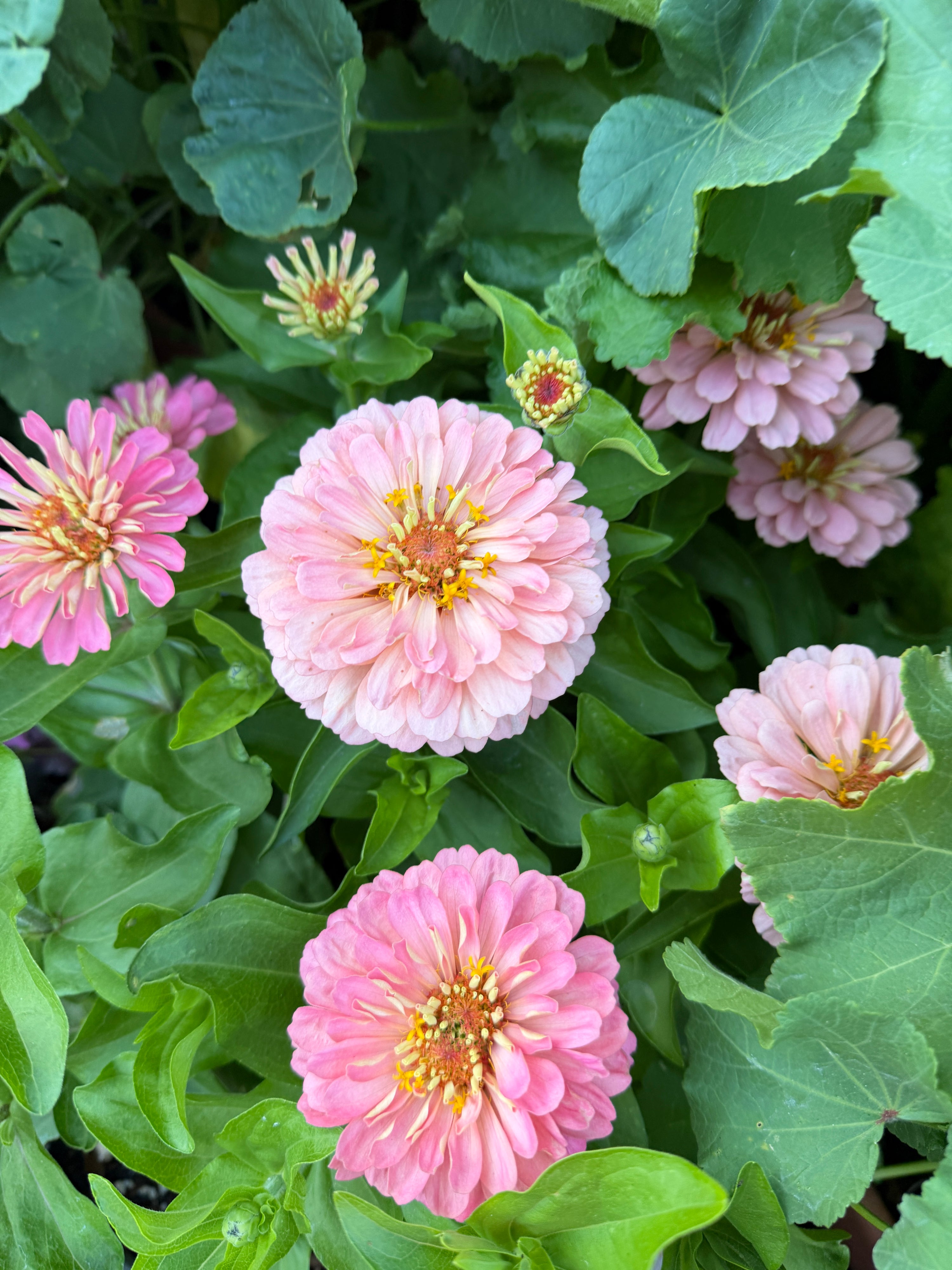 Zinnia Dreamland 'Pink' seeds