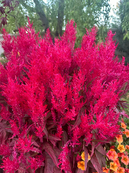 dragon's breath flower seeds Celosia 'Dragons Breath' Seeds – John's Plant Adventures