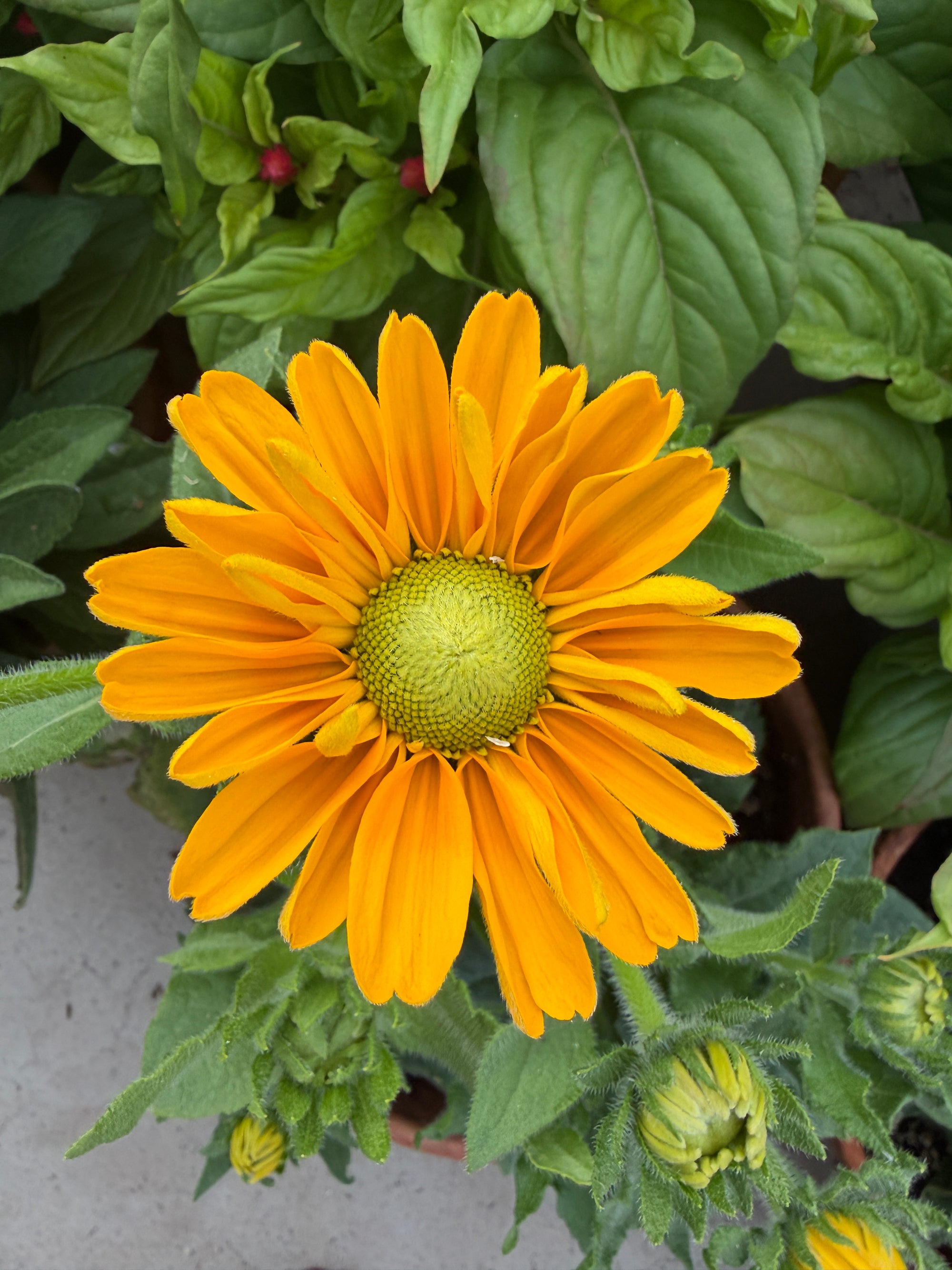 Rudbeckia Amarillo gold seeds