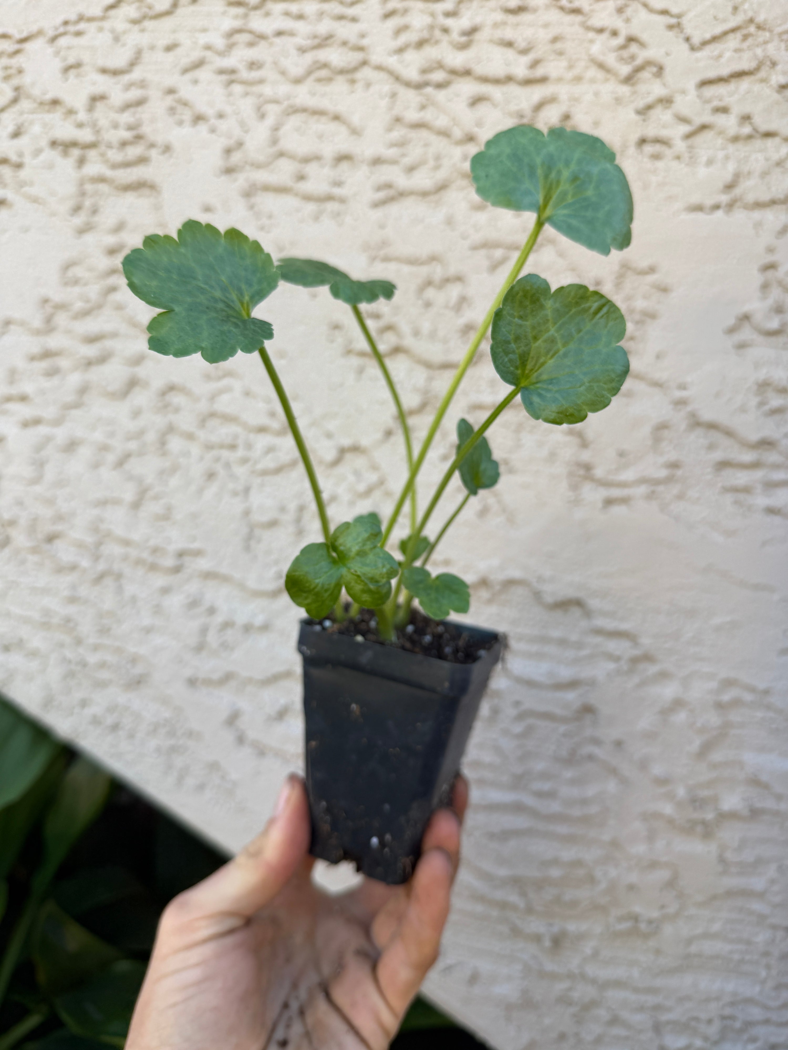 Ranunculus Butterfly Musa Pre-sprouted