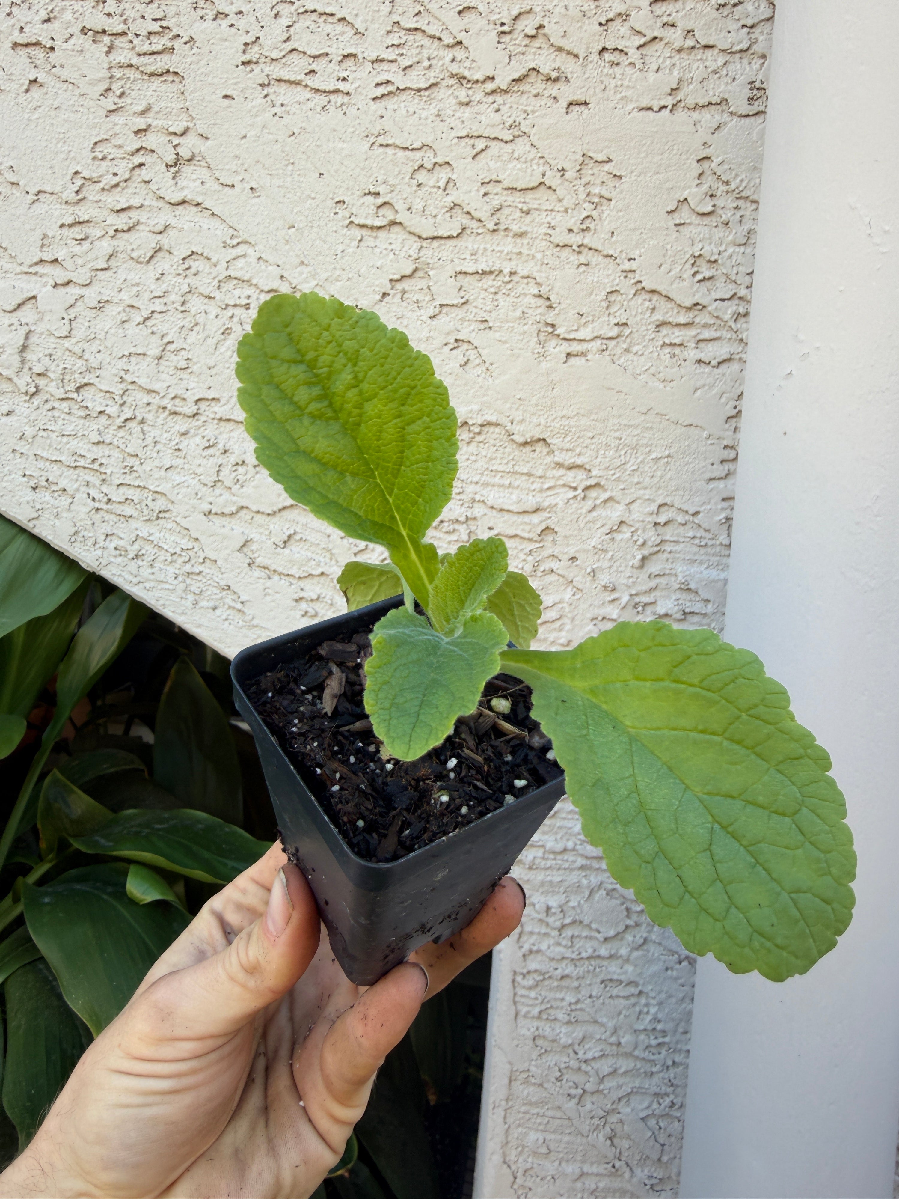 Foxglove Peach Plants