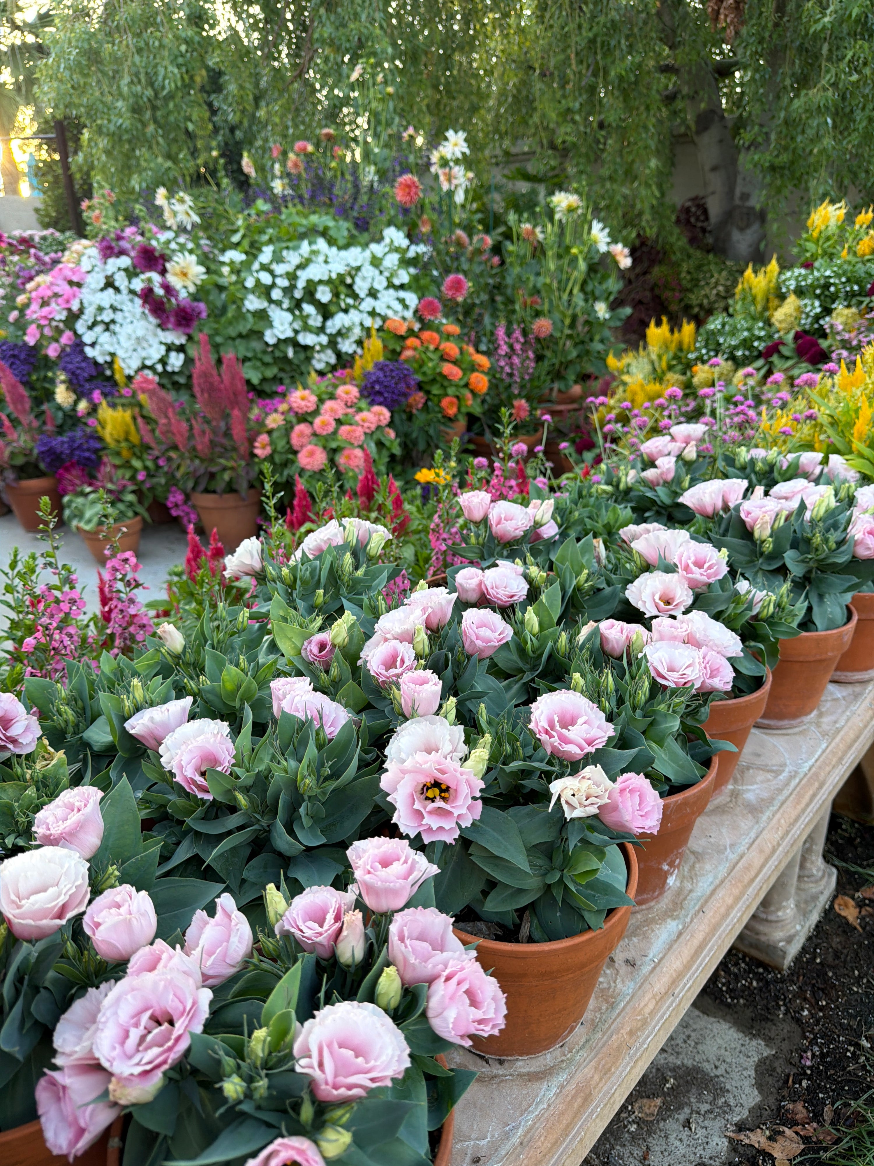 Lisianthus Julietta 'pink' seeds