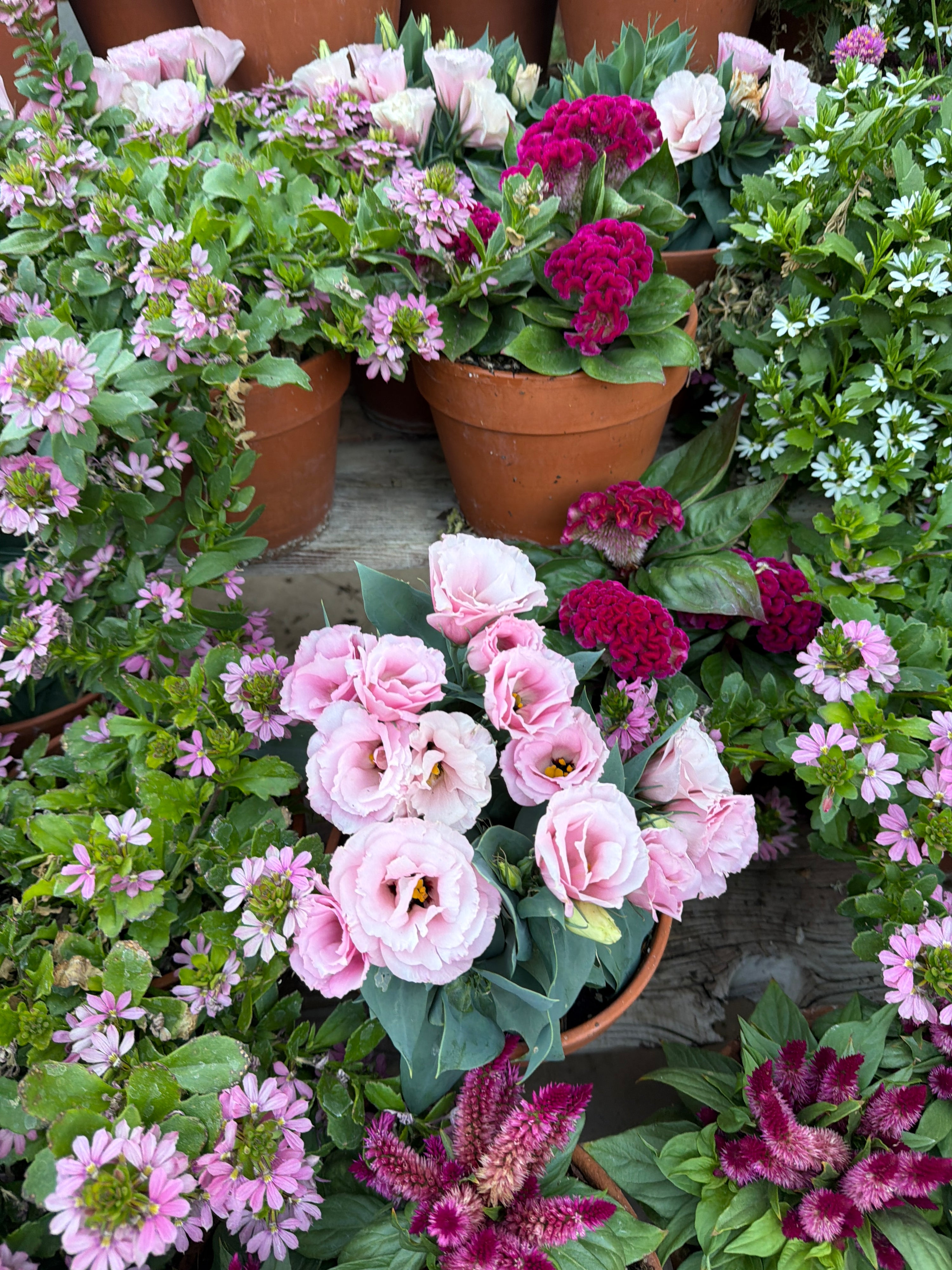 Julietta Pink Lisianthus plugs