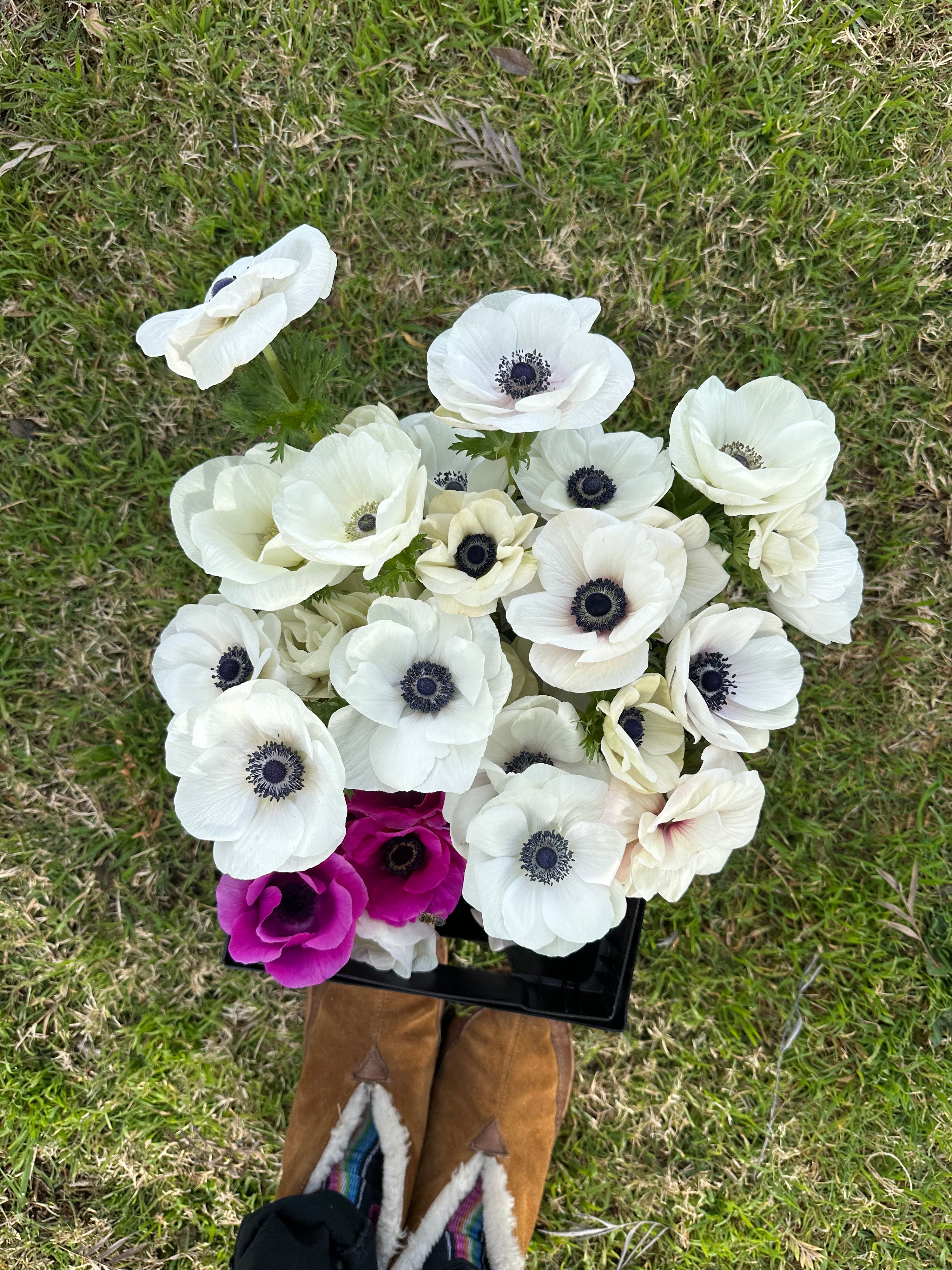 Anemone white panda corms