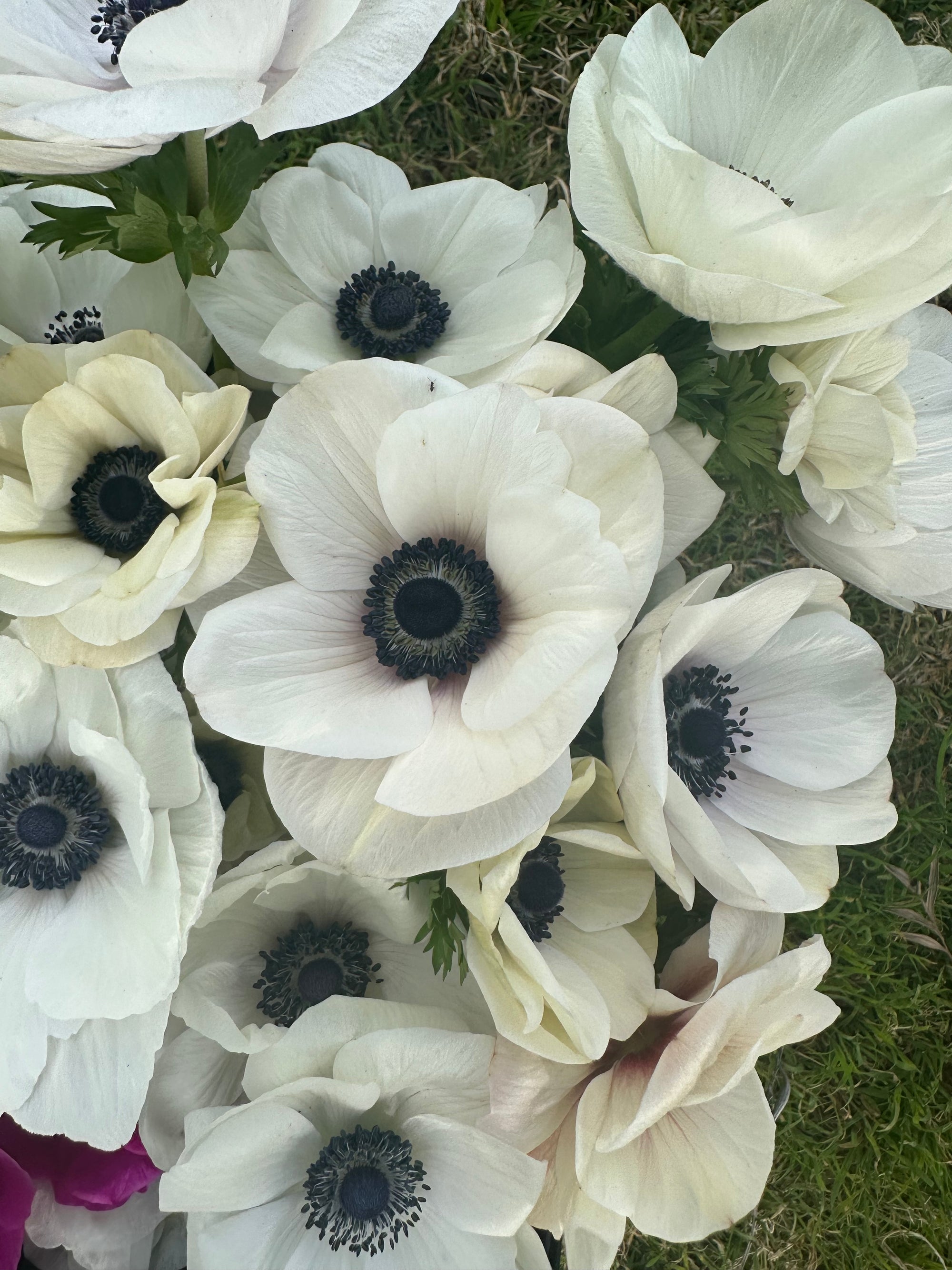 Anemone white panda corms