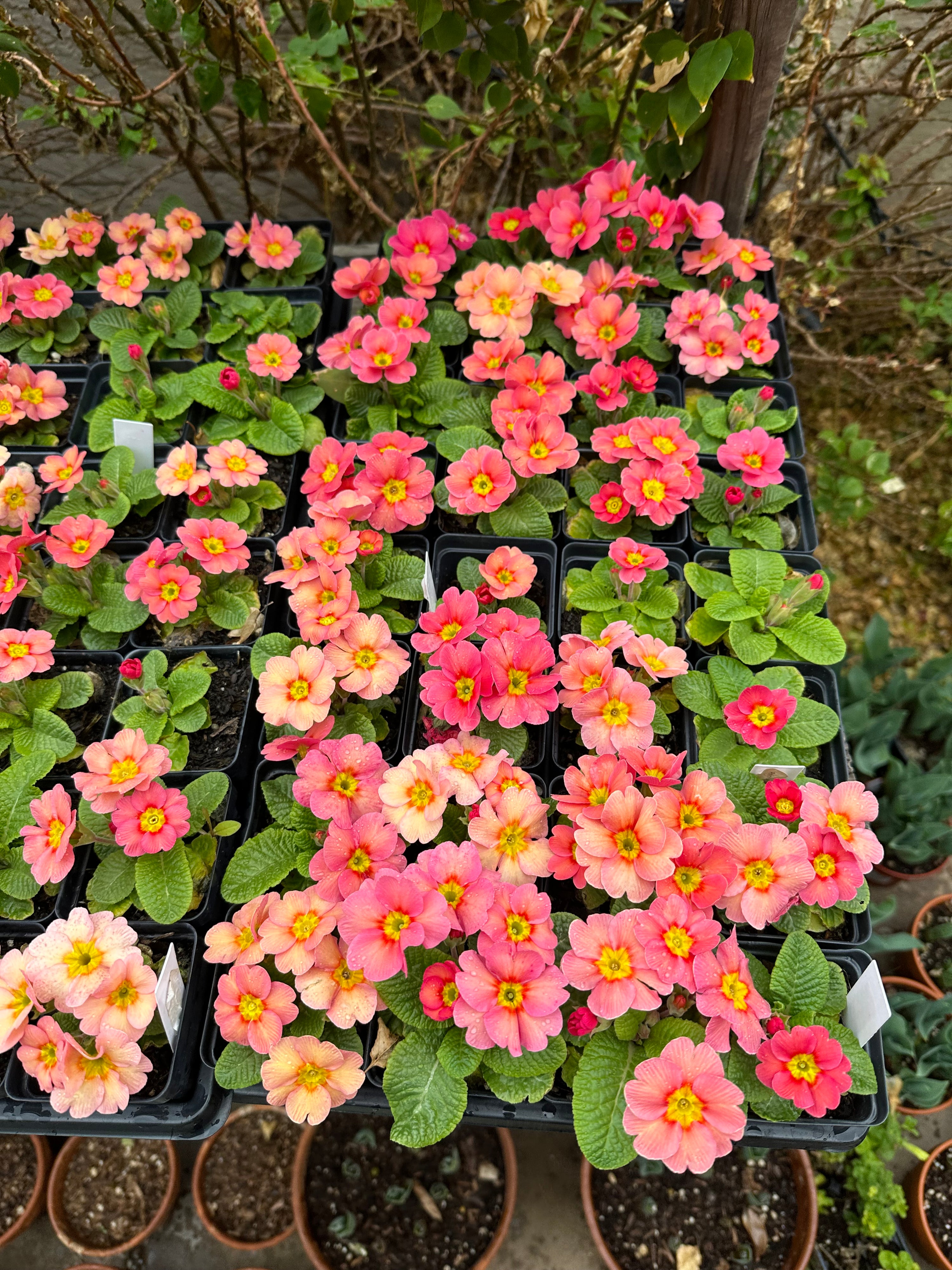 Primrose Danessa Apricot Rose Eye Plugs