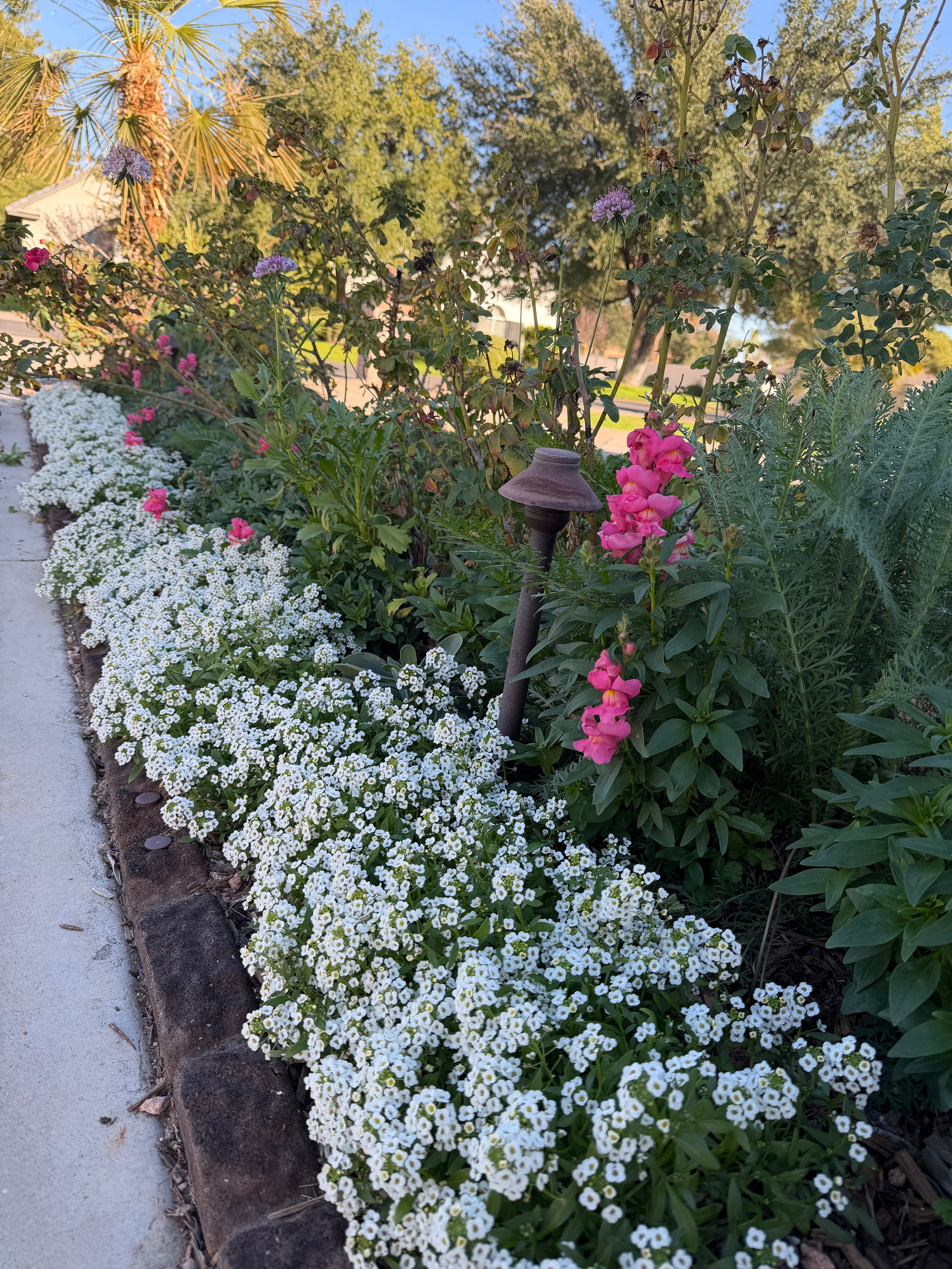 Alyssum Clear Crystal white seeds