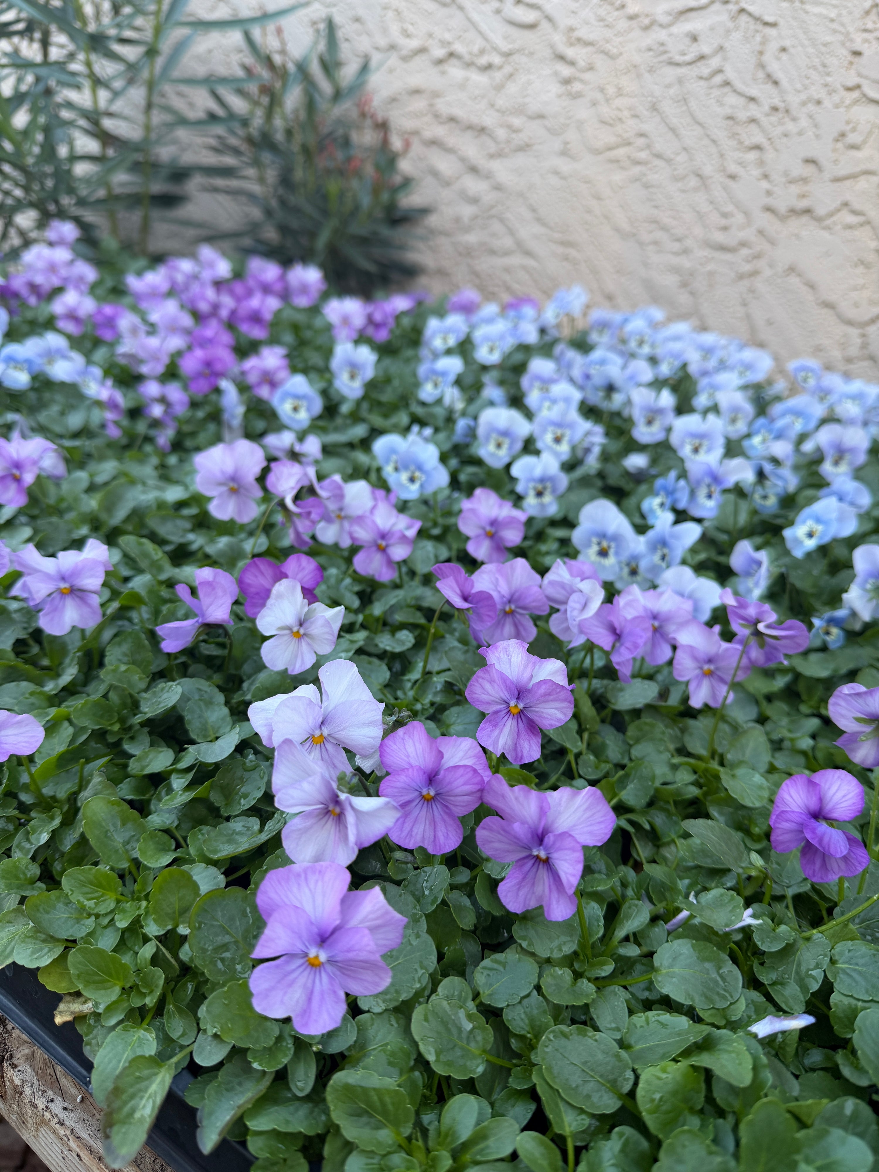 Viola Sorbet Marina 'Lavender Pink' Seeds