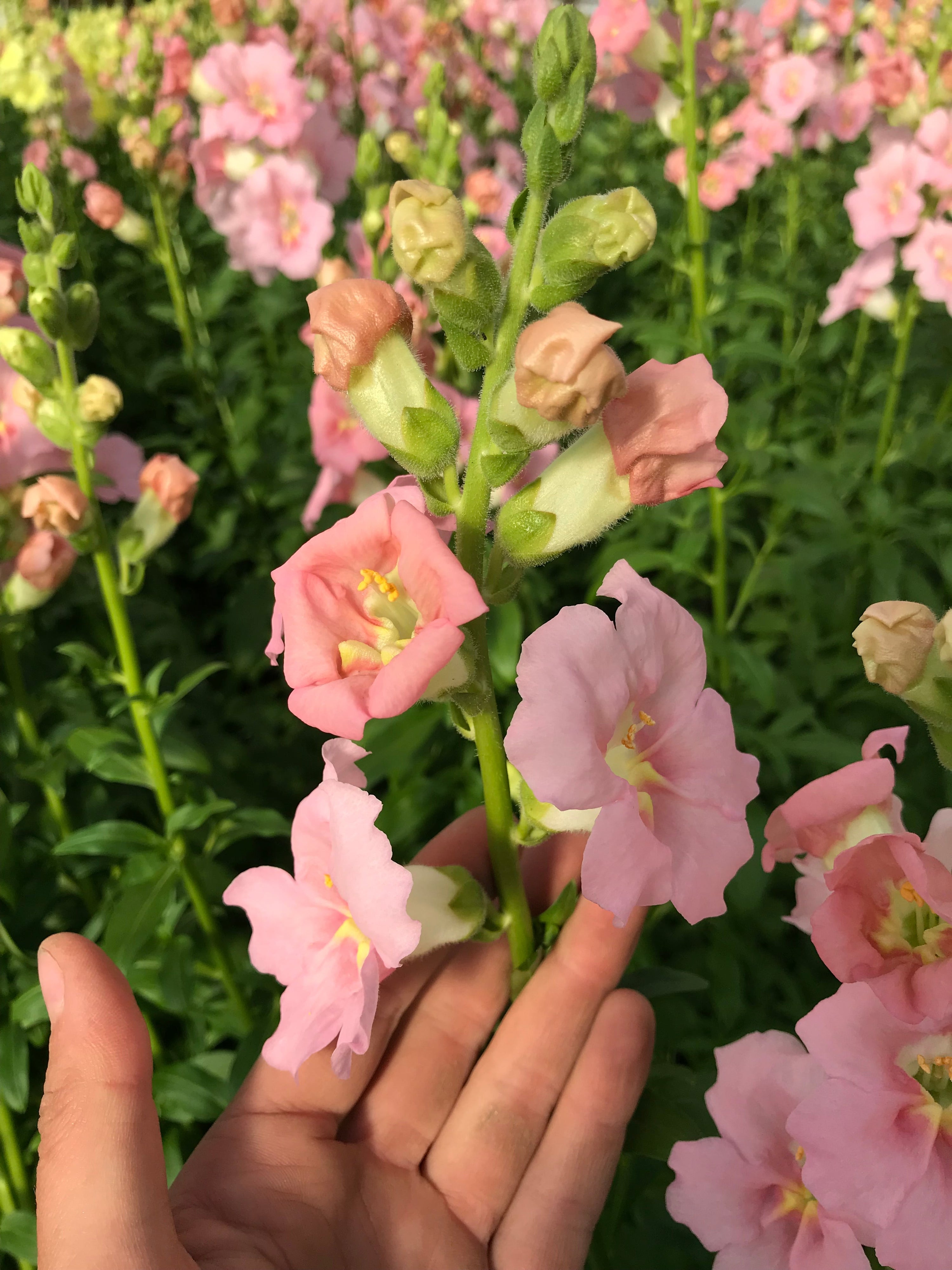 Snapdragon 'Chantilly Light Pink' plugs