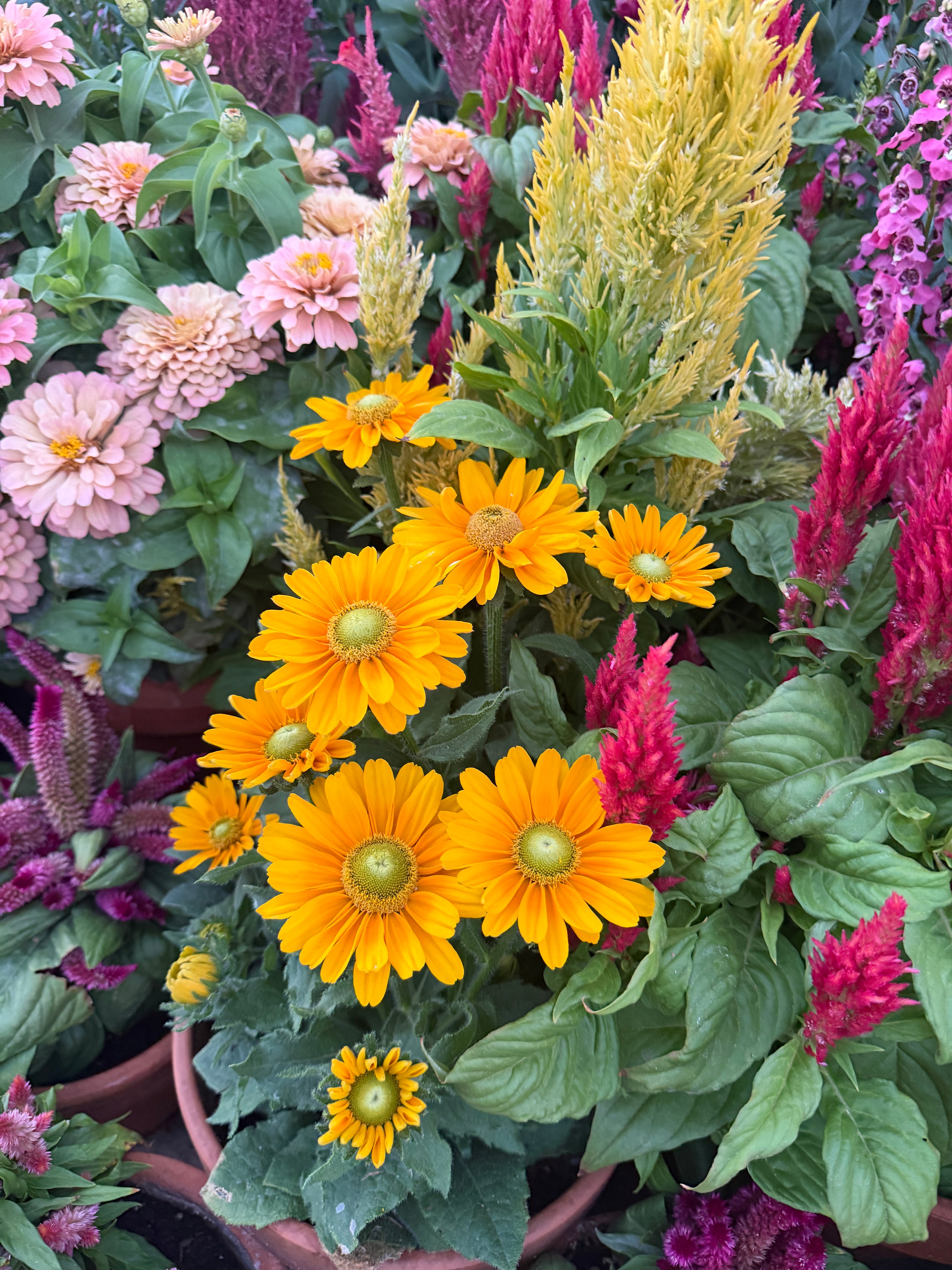 Rudbeckia Amarillo gold seeds