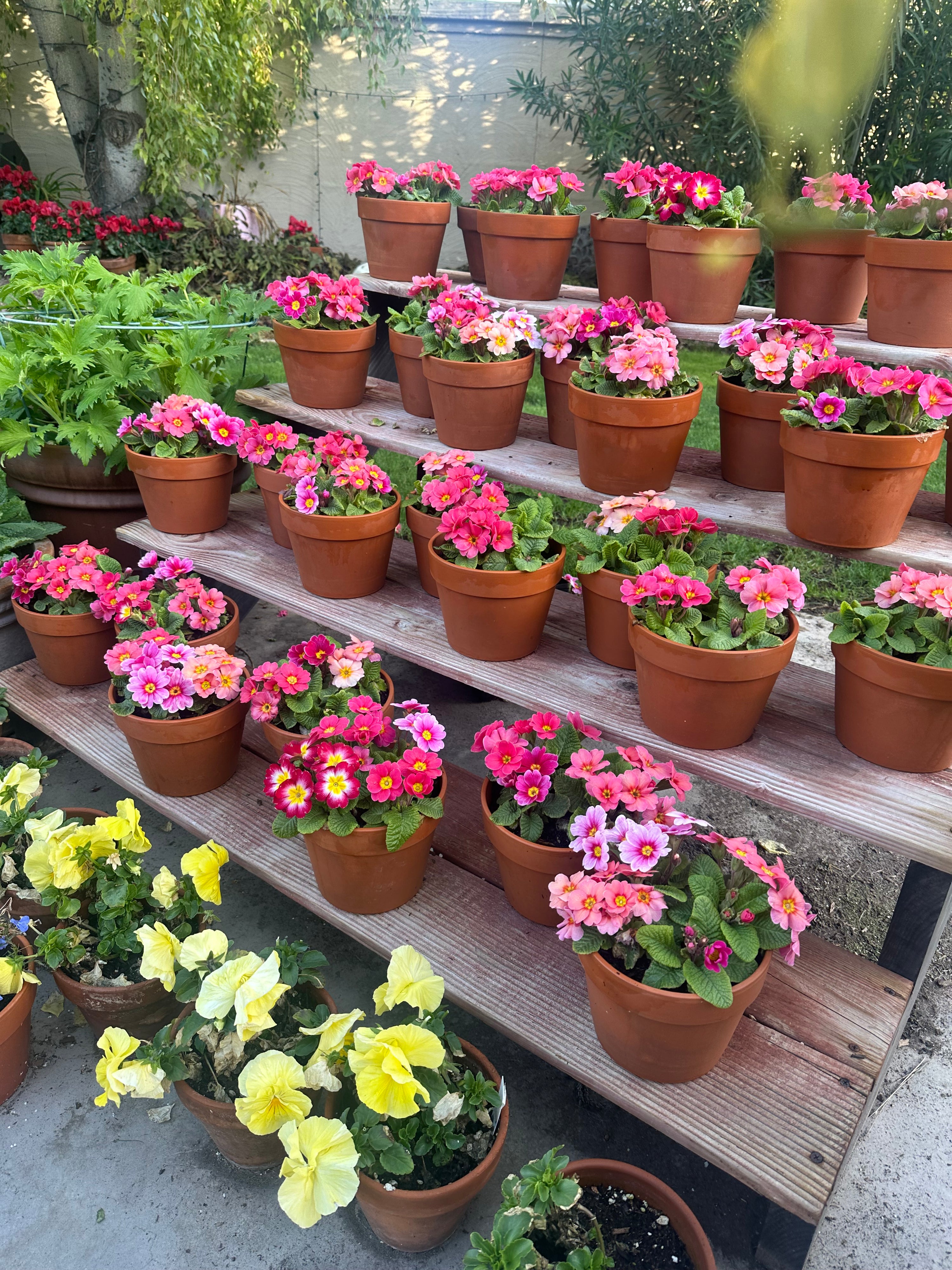 Primrose Danessa Apricot Rose Eye Plugs