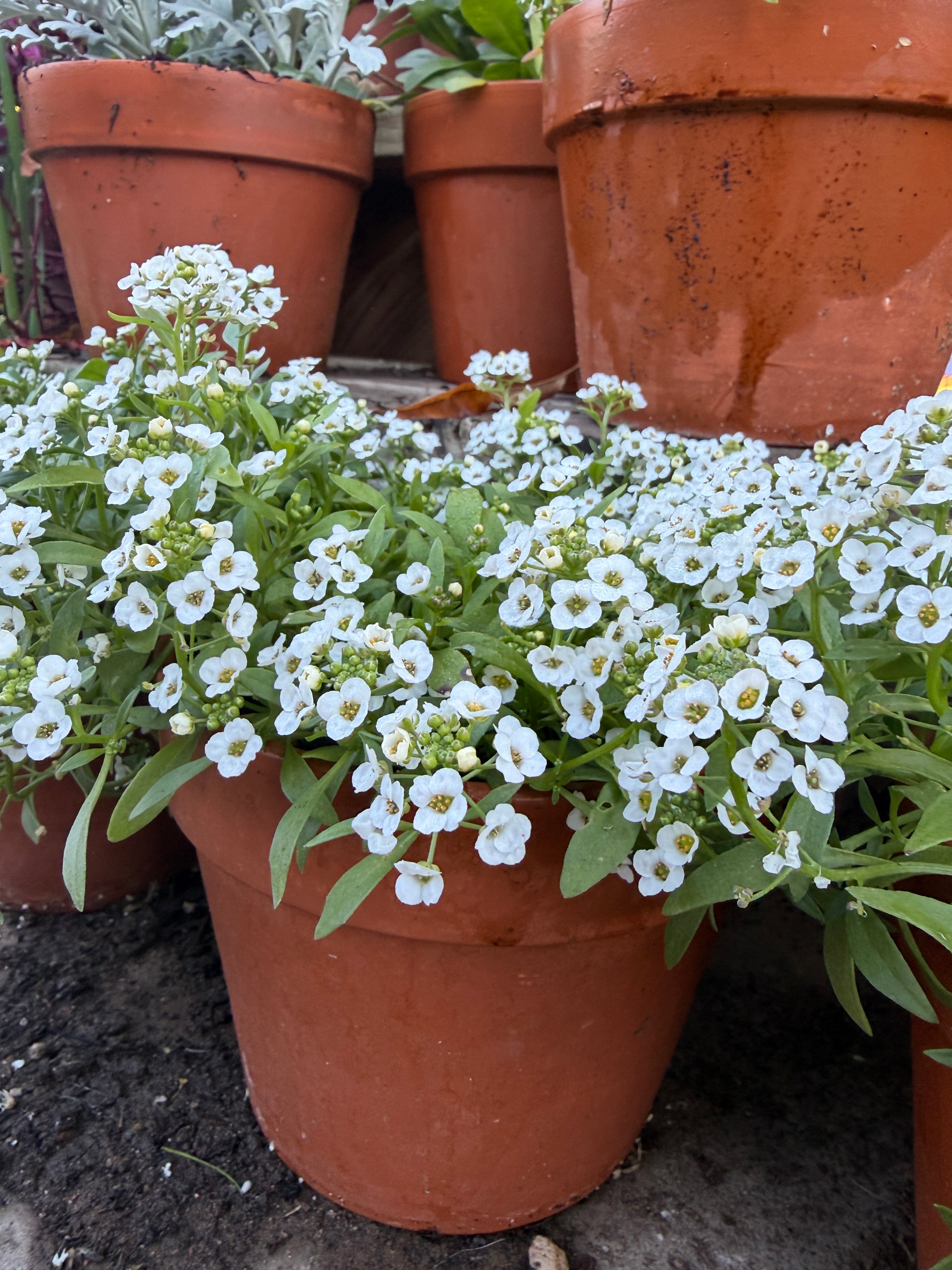 Alyssum Clear Crystal white seeds