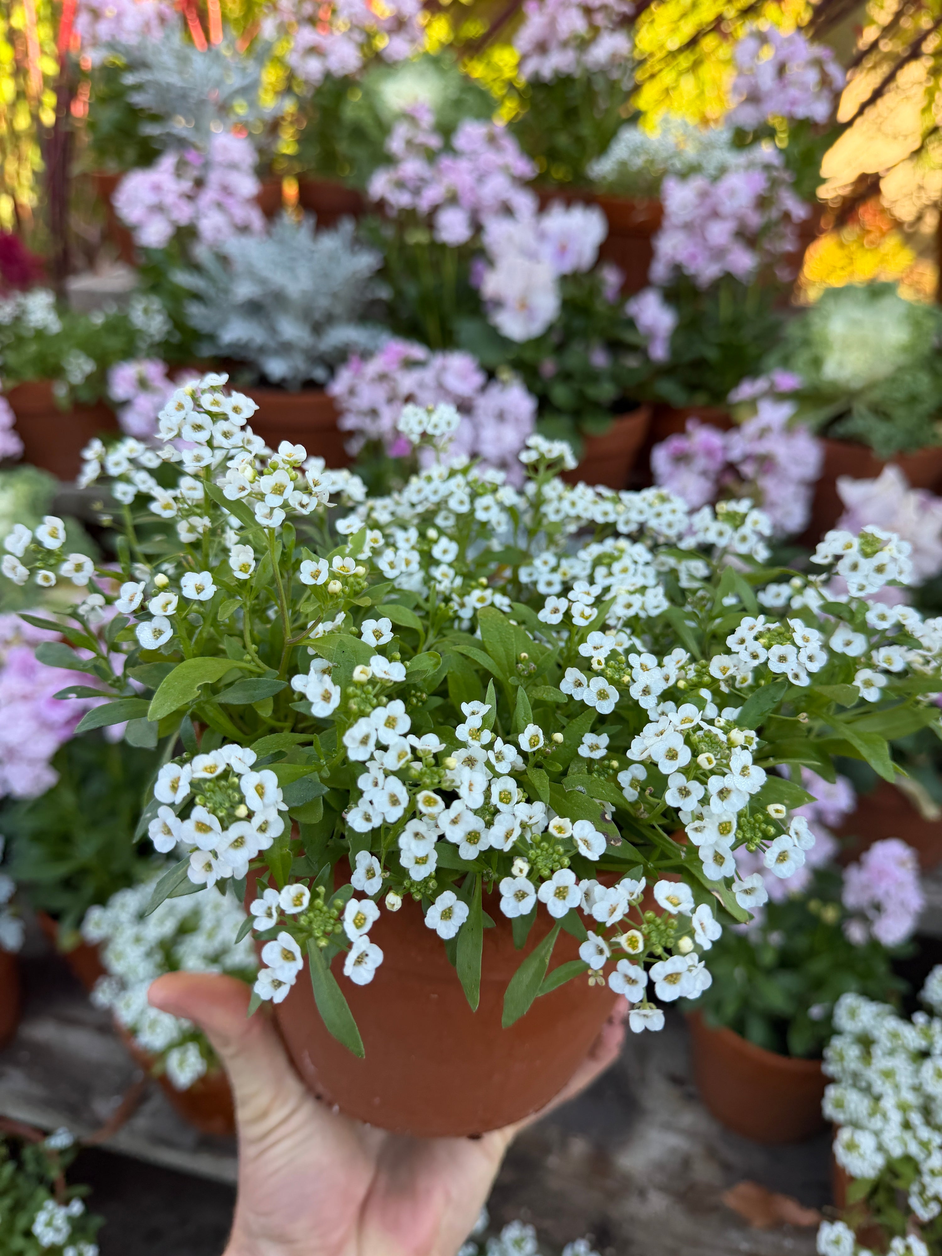 Alyssum Clear Crystal white seeds