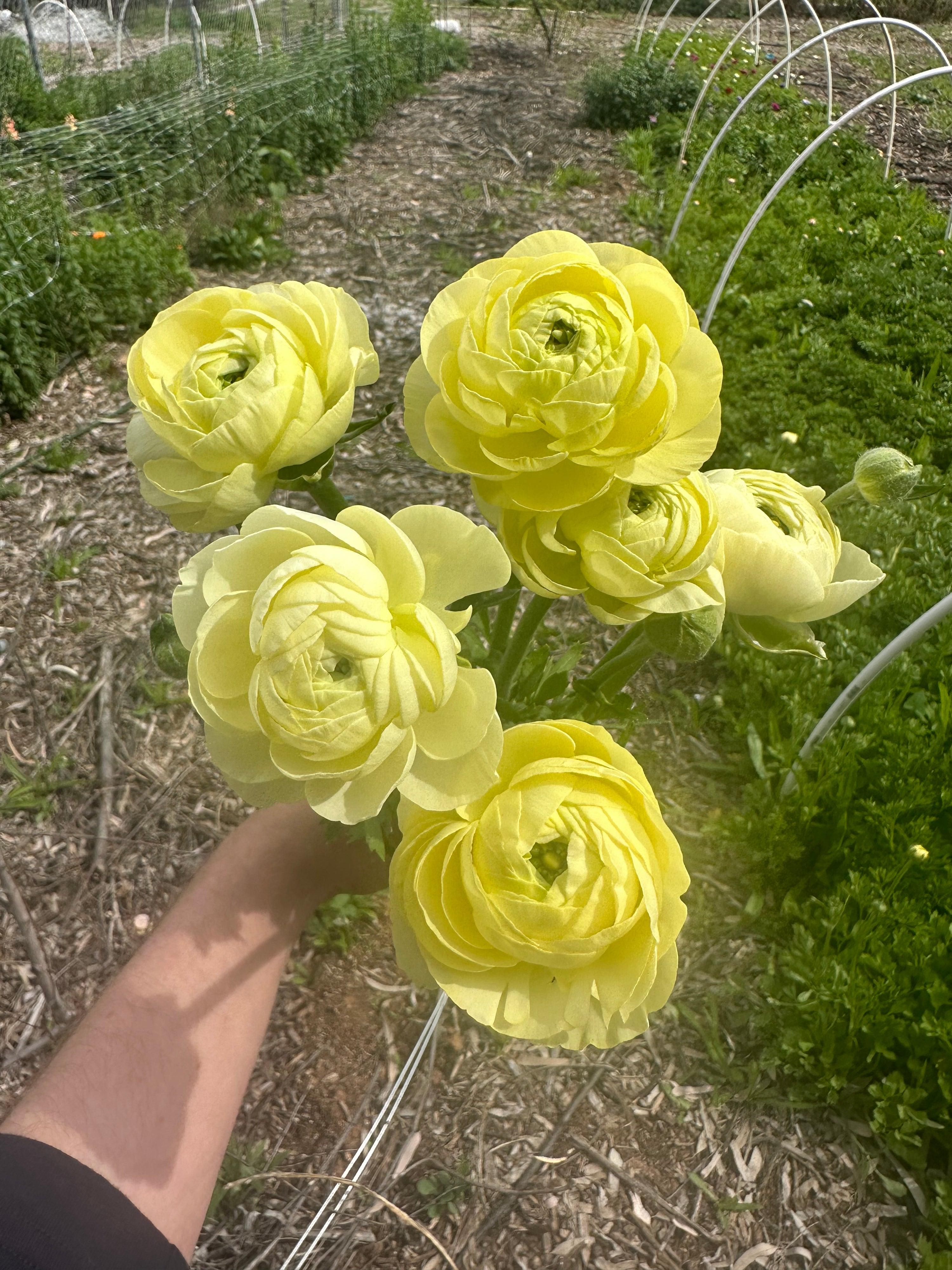 Ranunculus Amandine Cream