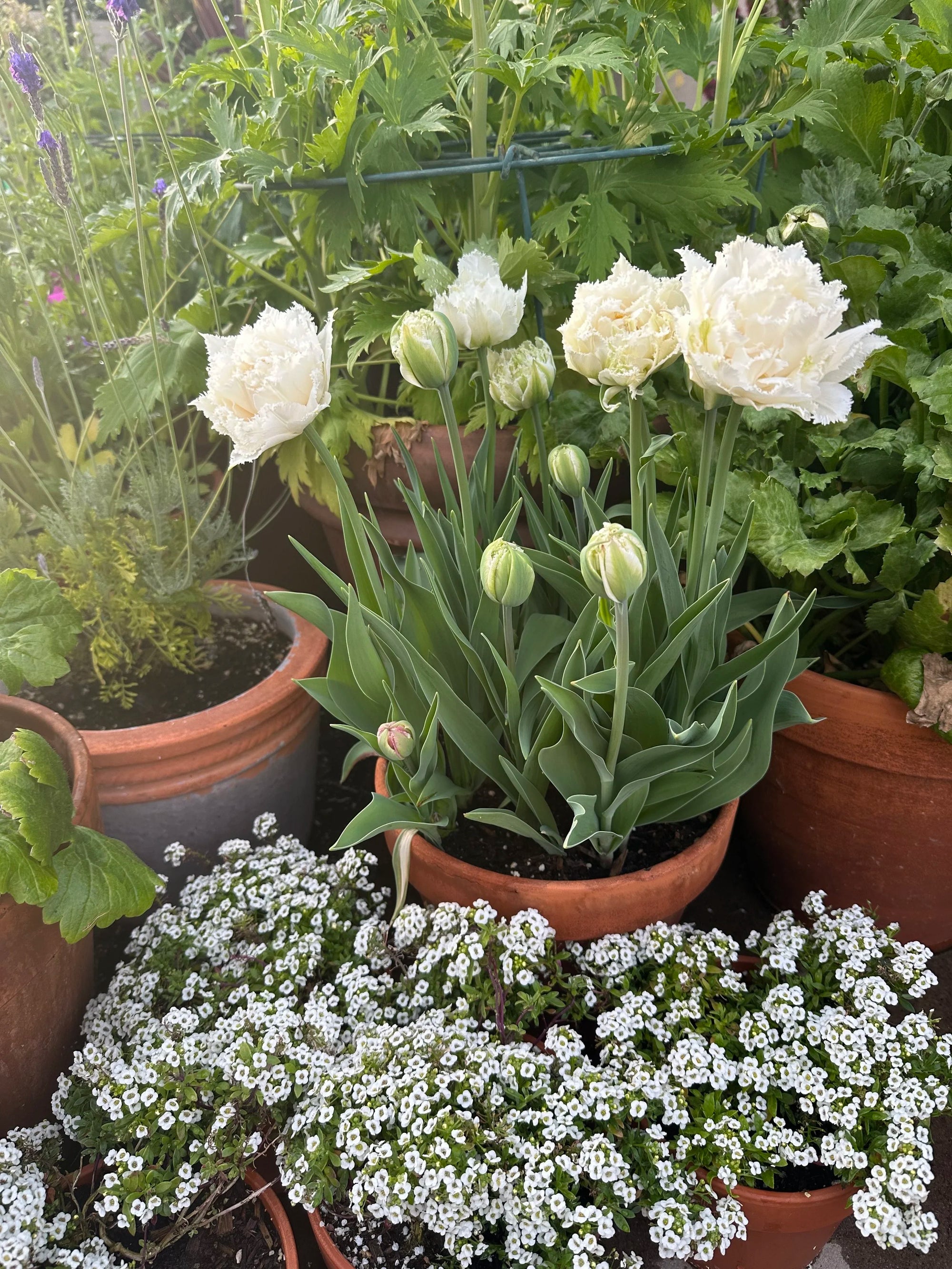 Tulip 'Daytona'