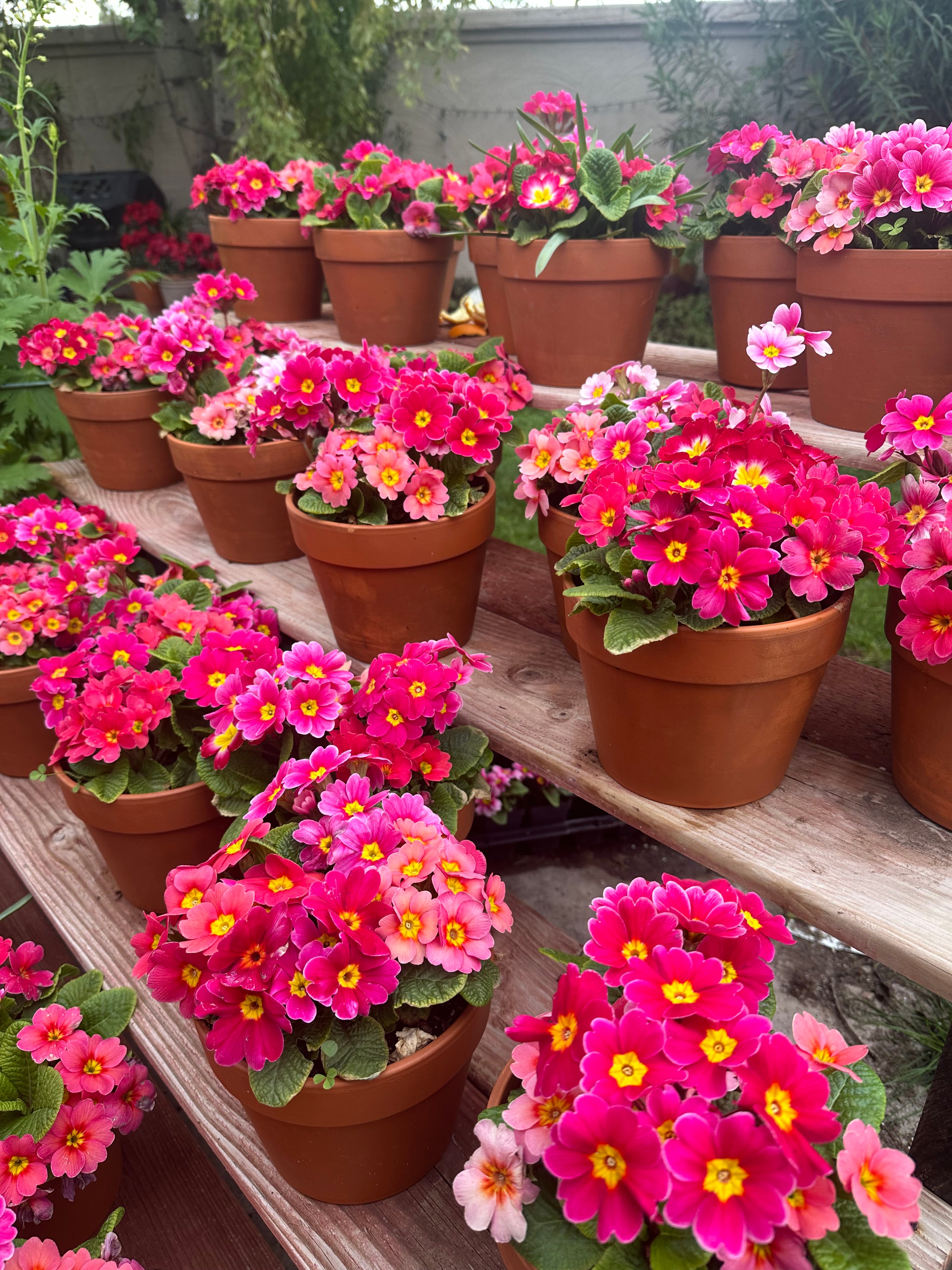 Primrose Danessa Pink Rose Eye Plugs