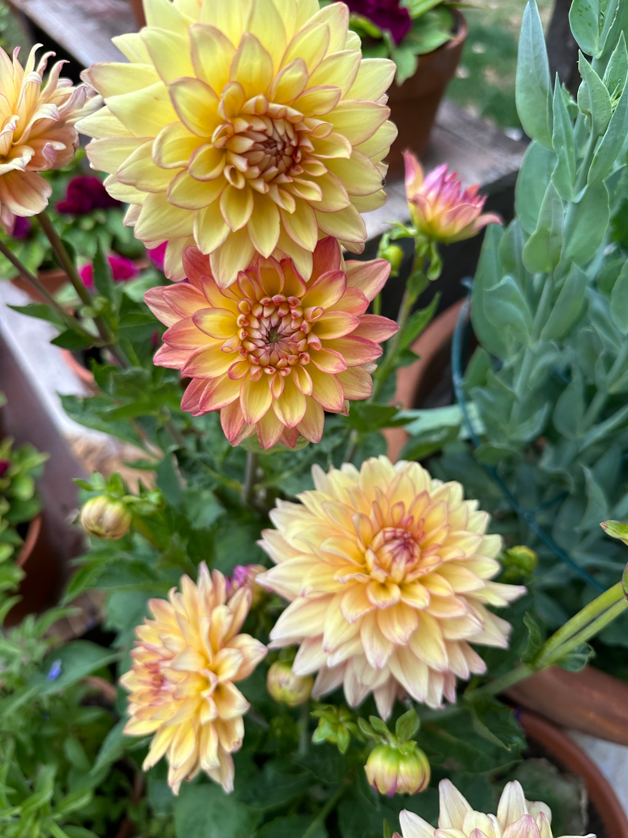 Dahlia 'Miss Mandy' rooted cutting