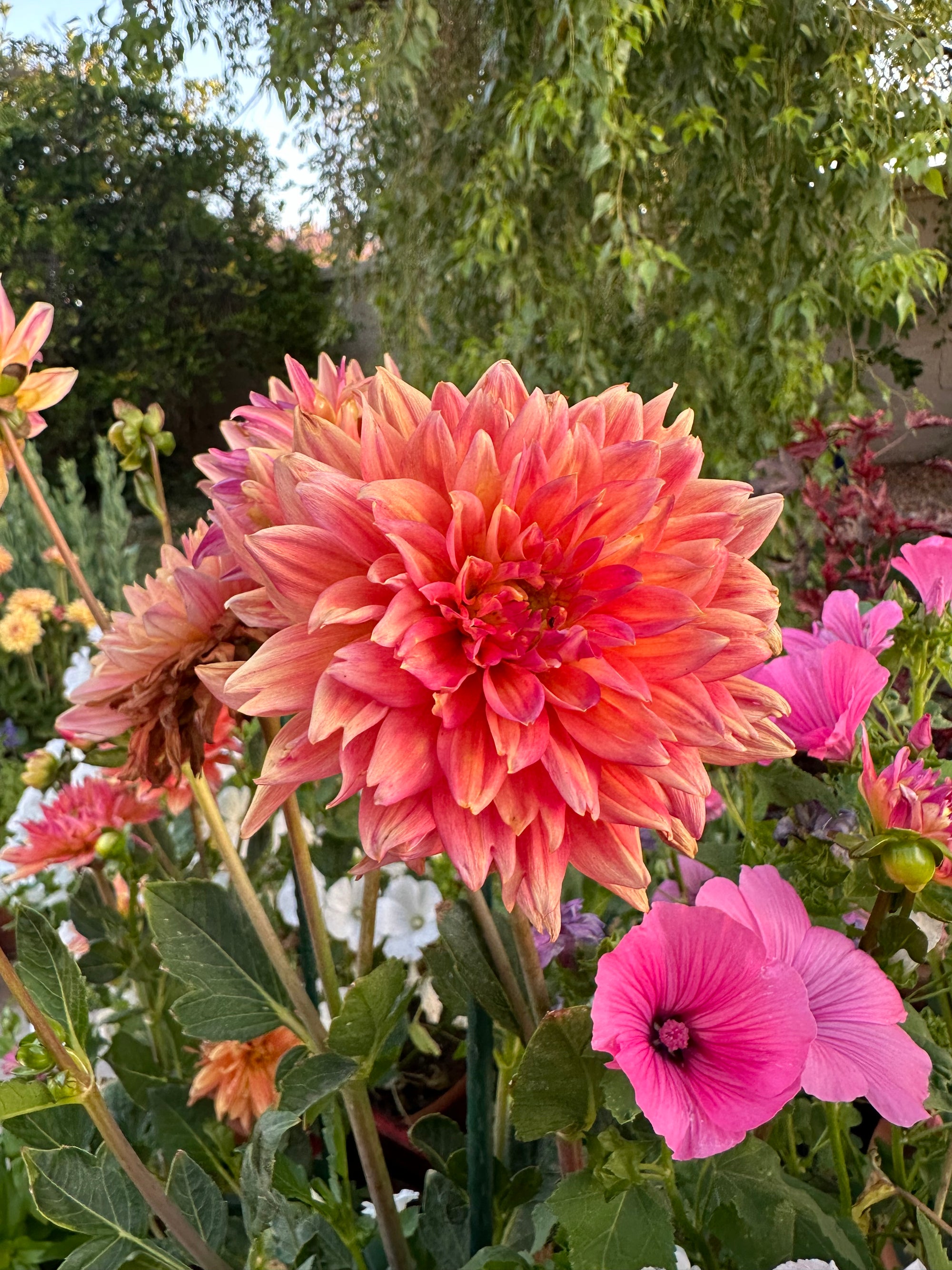 Dahlia Karma Bronze bicolor rooted cutting