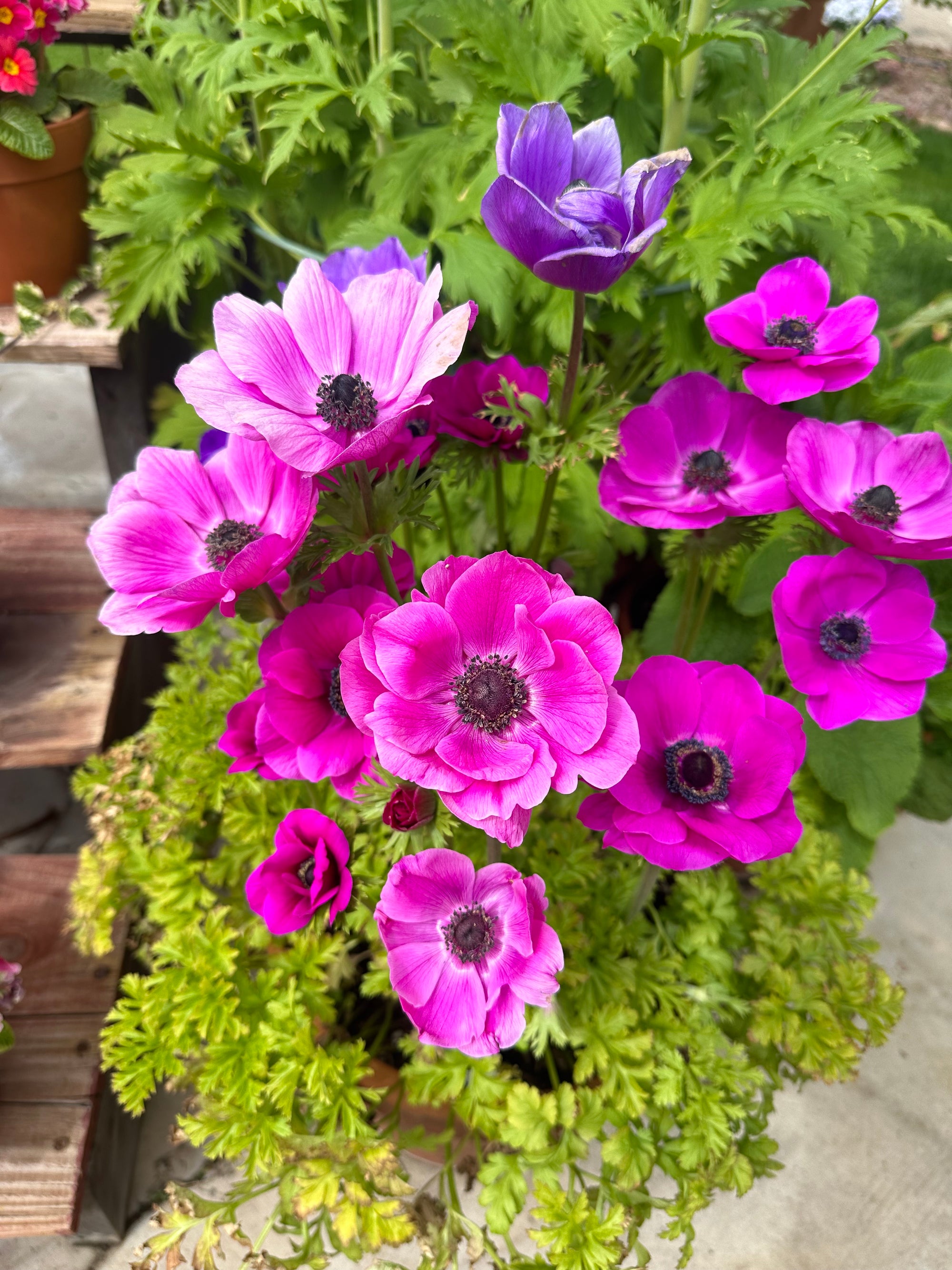 Anemone Carmel pink