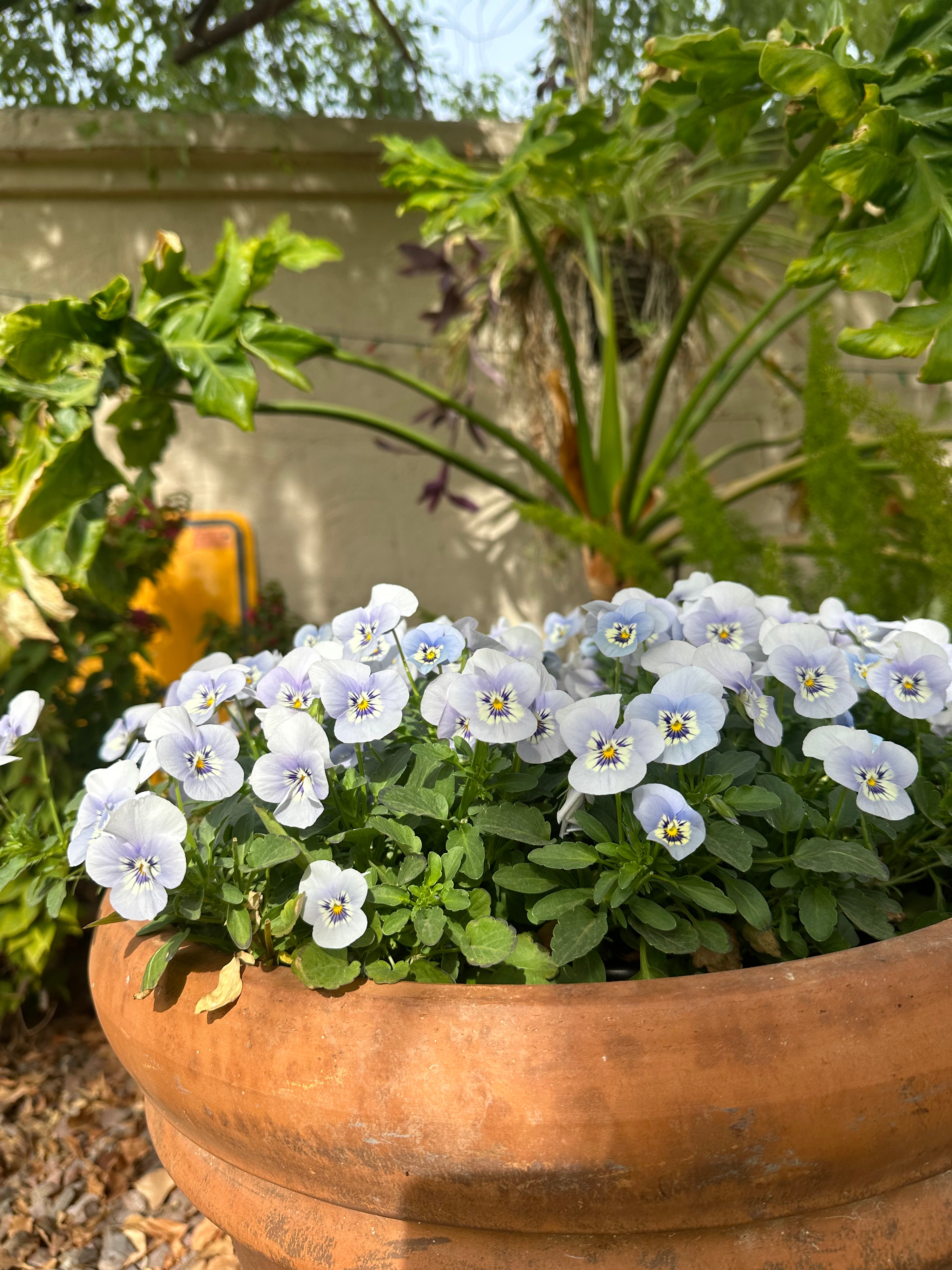 Viola Sorbet Marina 'Blue' plugs