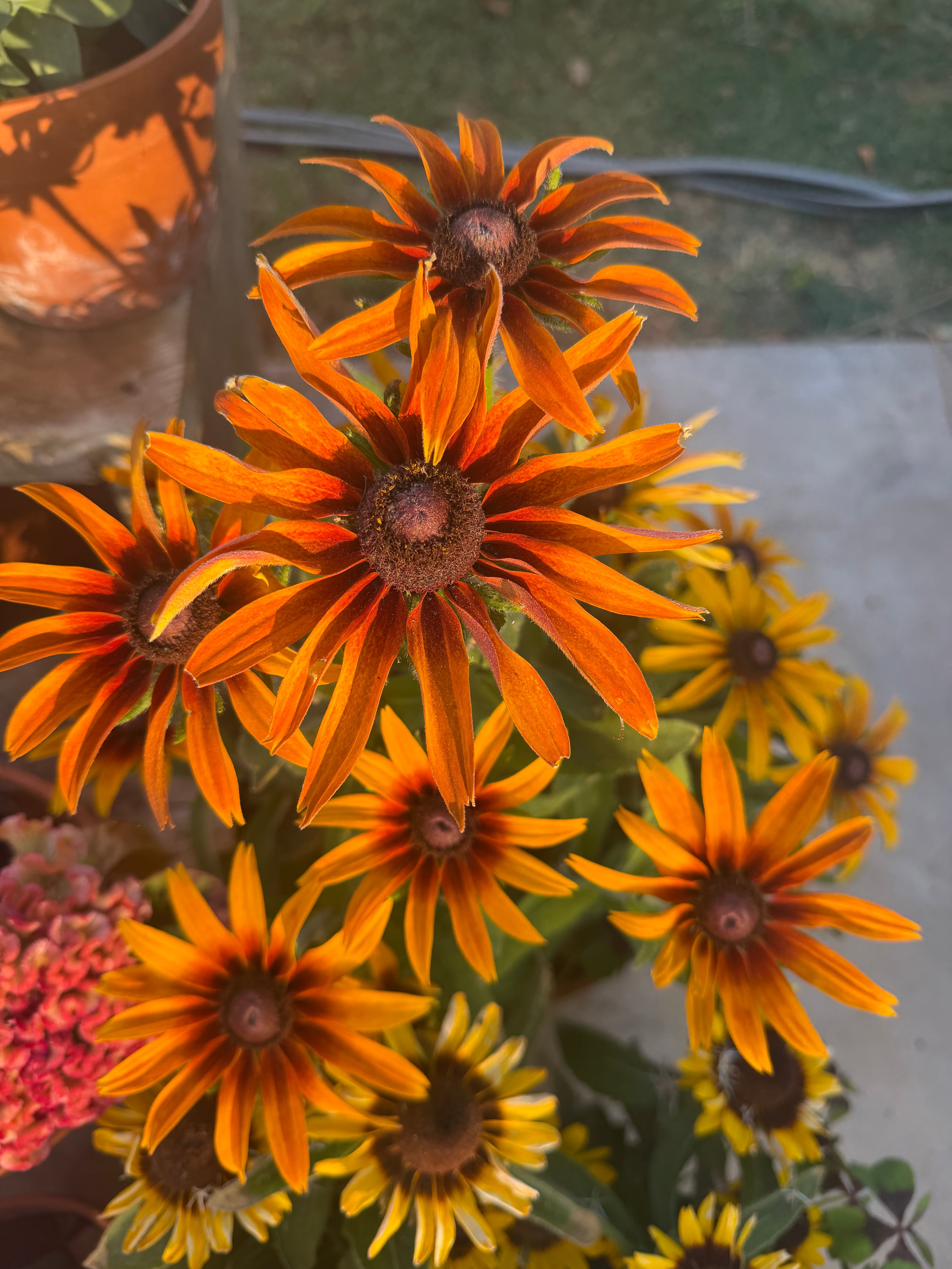 Rudbeckia 'Autumn Colors' plugs