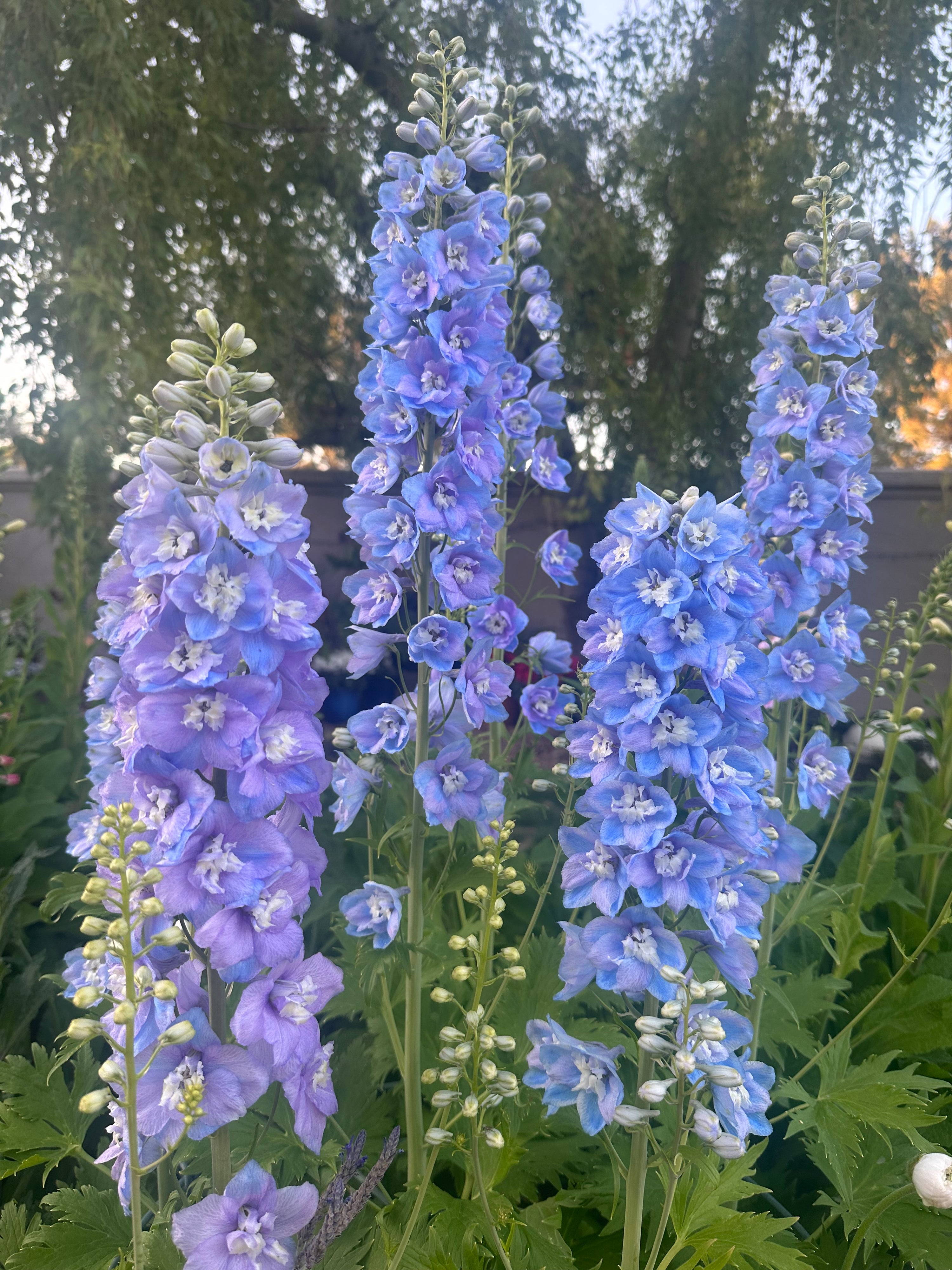 Delphinium 'Guardian Lavender' plugs