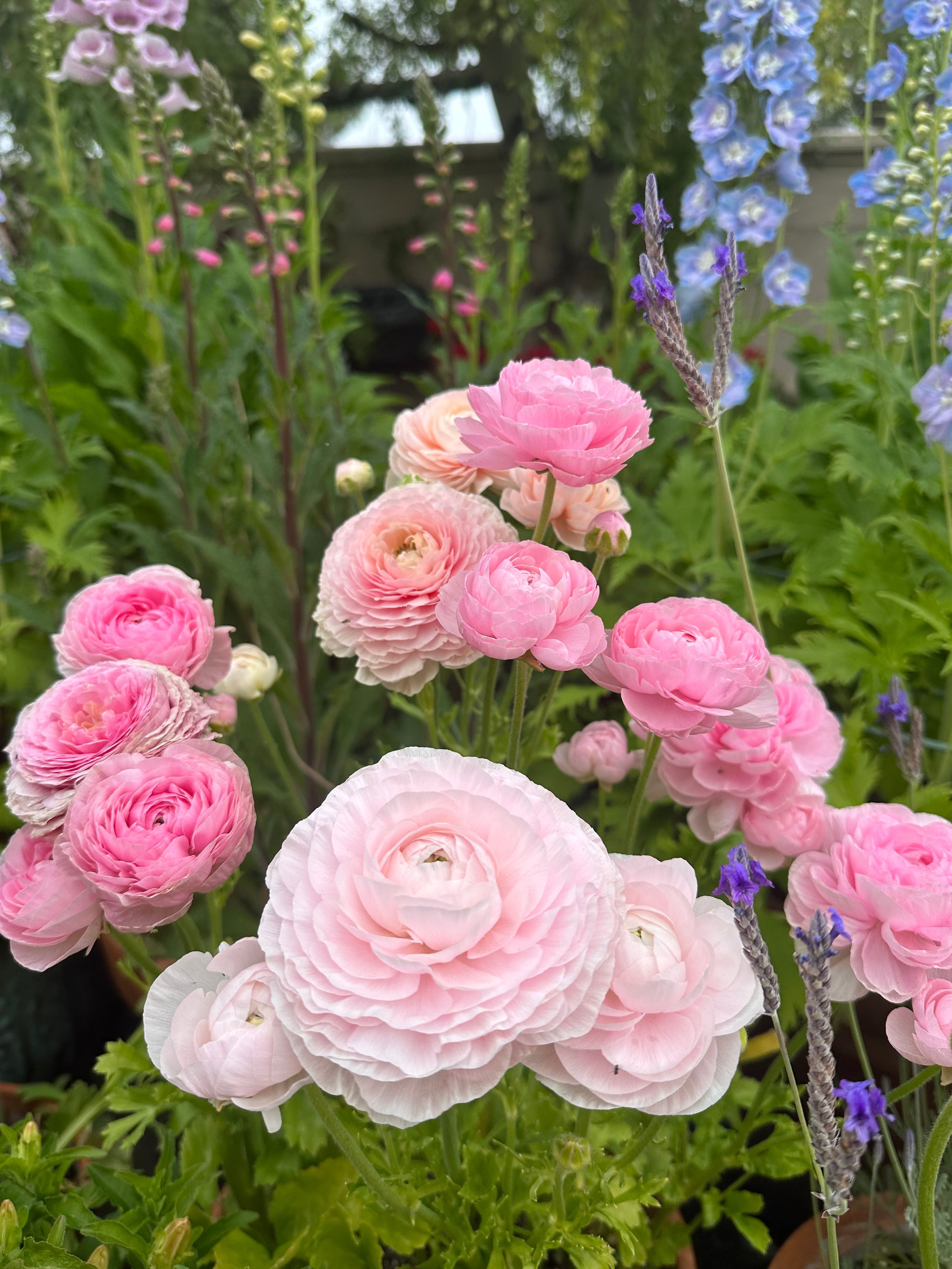 Ranunculus Chamallow