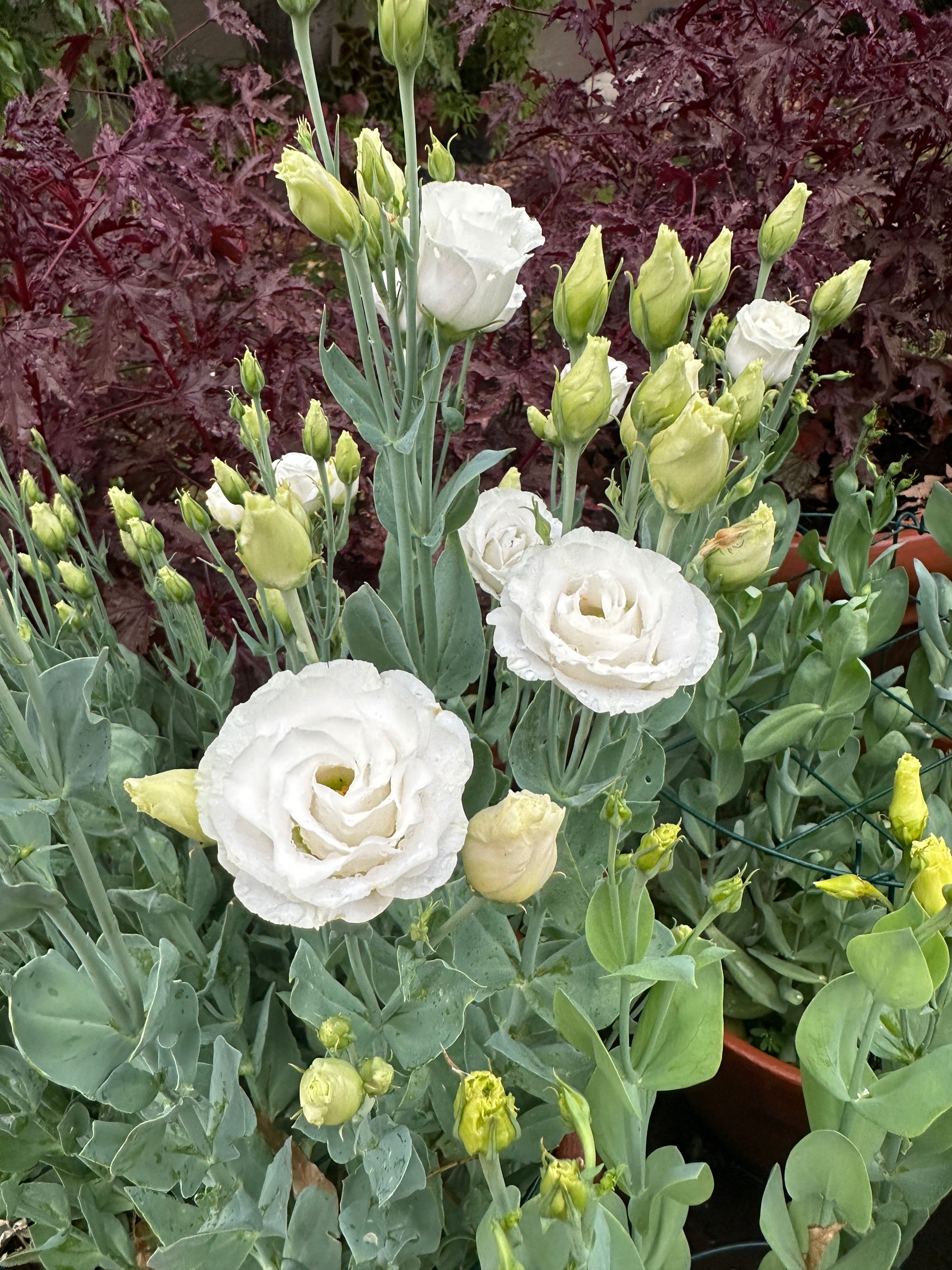 Lisianthus Rosita white plugs