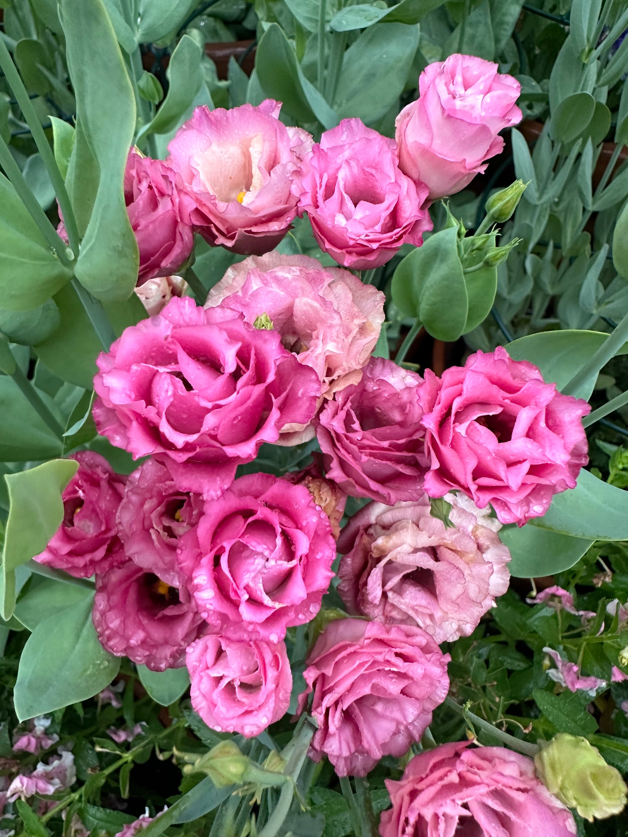 Lisianthus Rosita 'Red' plugs