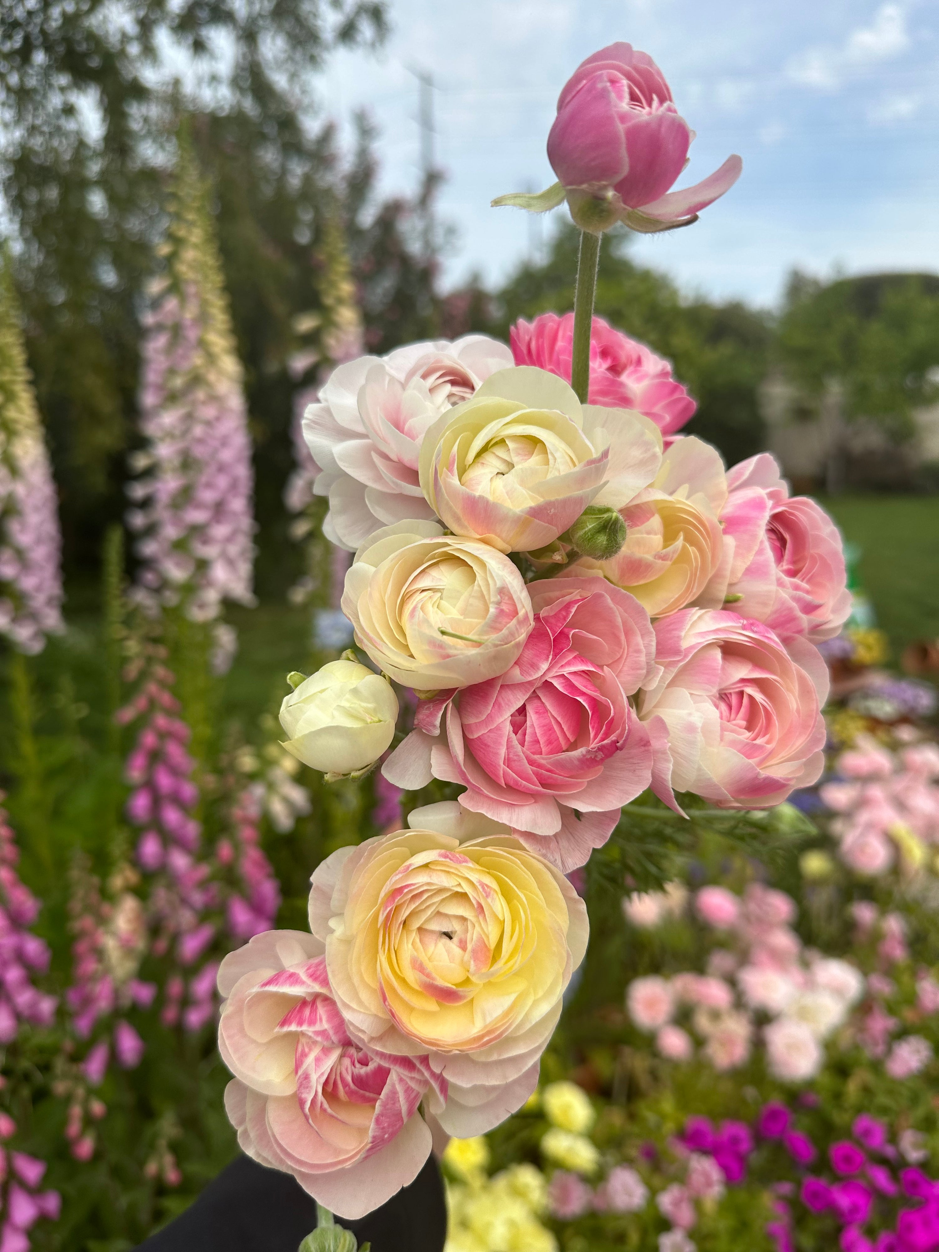 Ranunculus amandine porcelaine