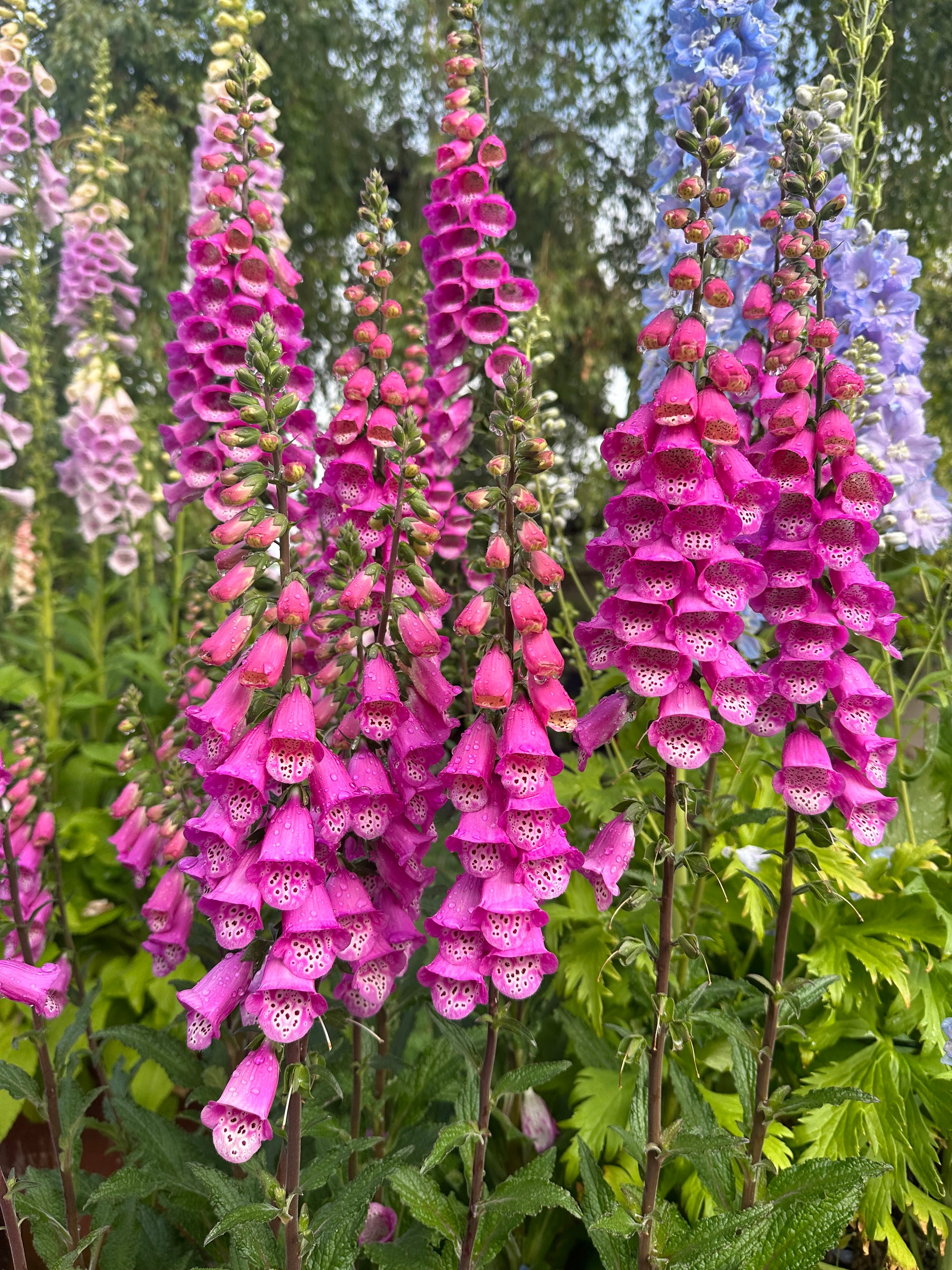 Foxglove Pink Panther 4"