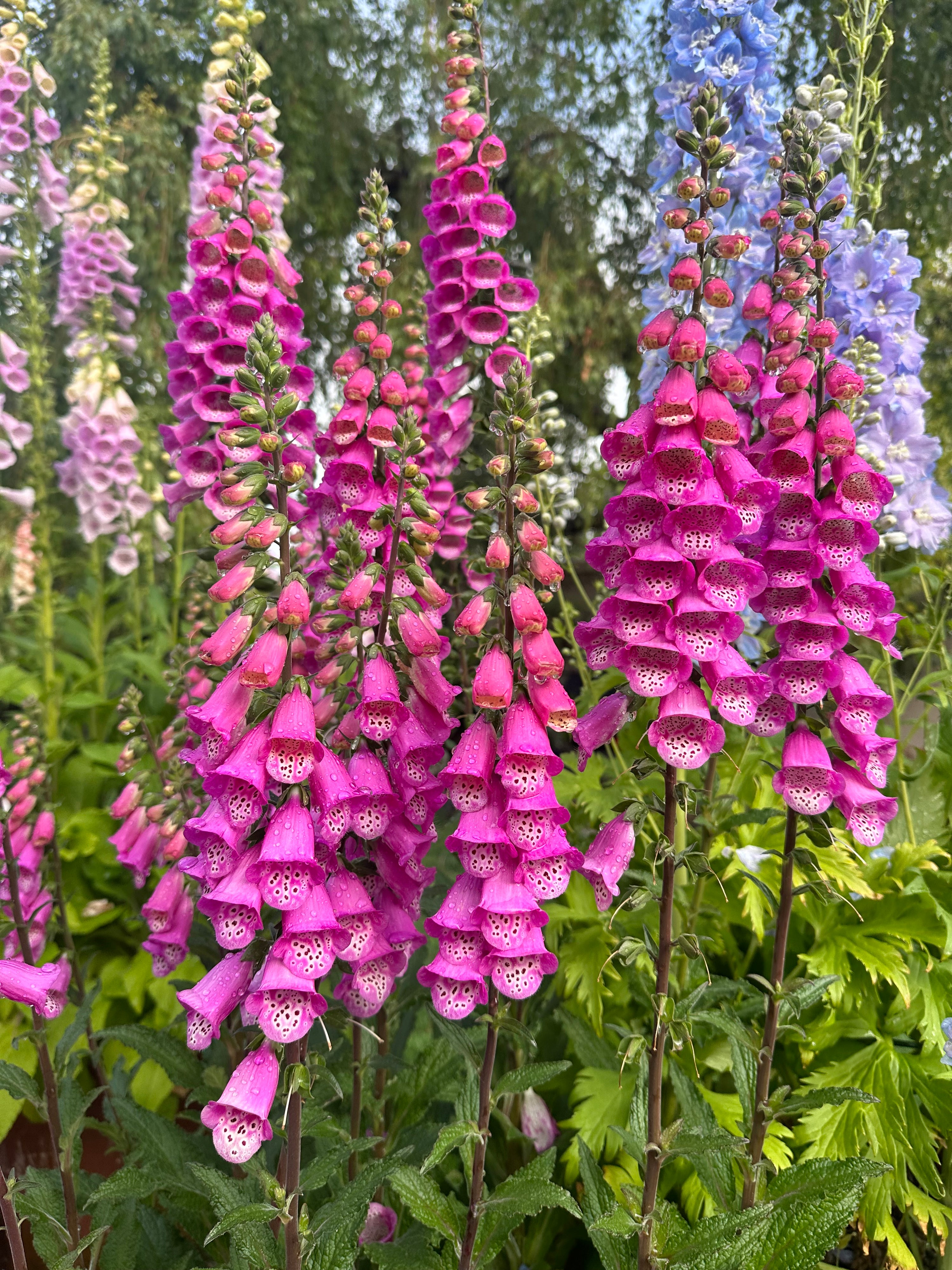 Foxglove Pink Panther 4"