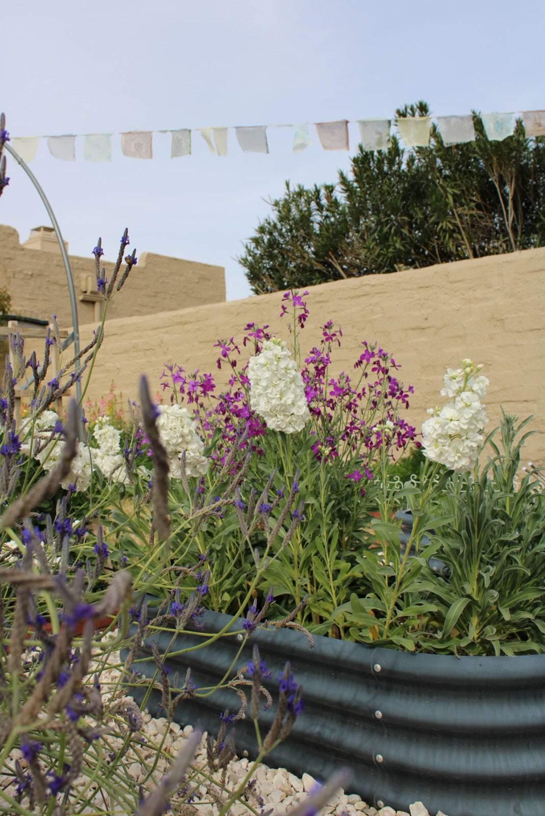 Stock Double White seeds