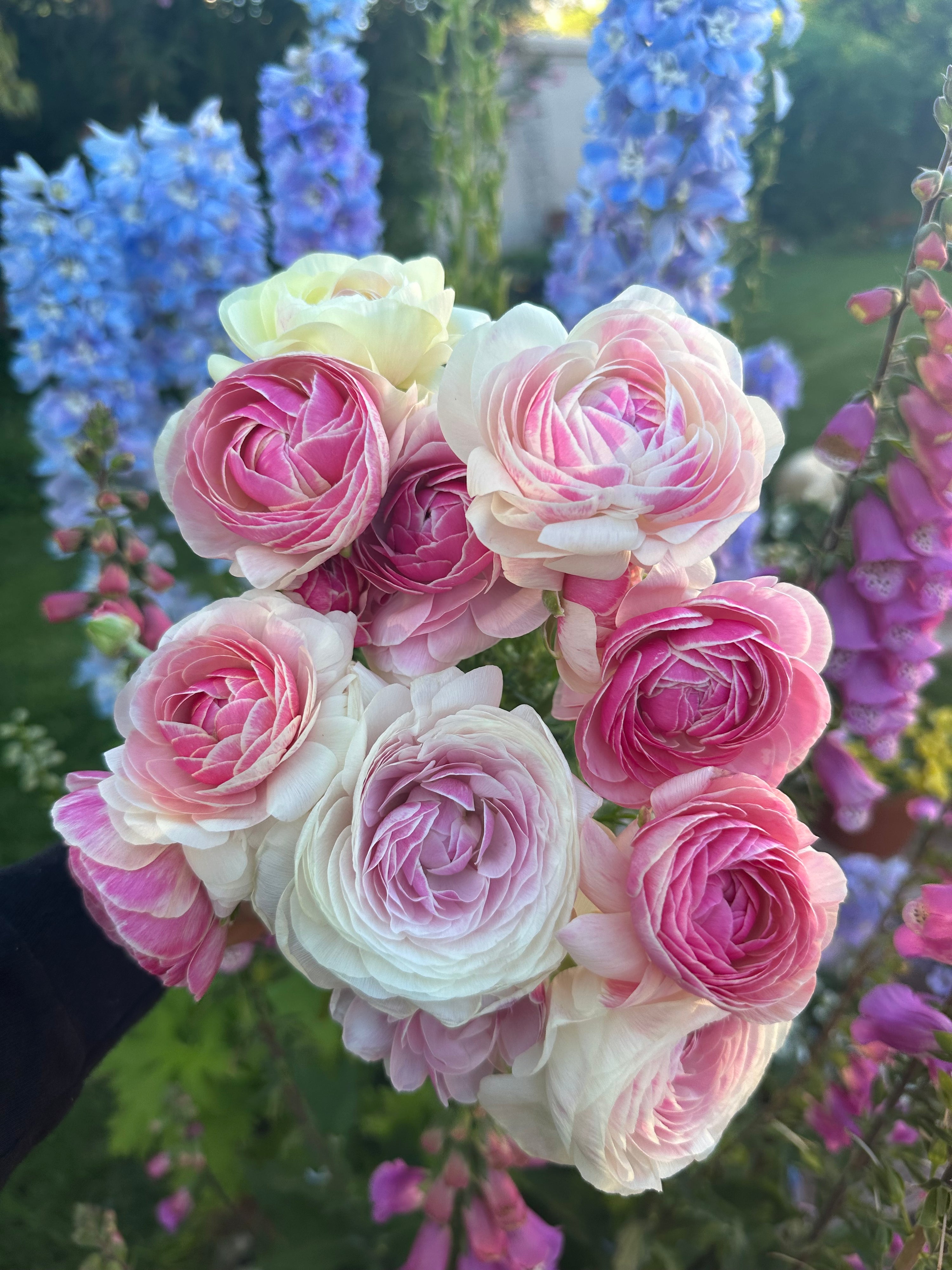 Ranunculus amandine porcelaine