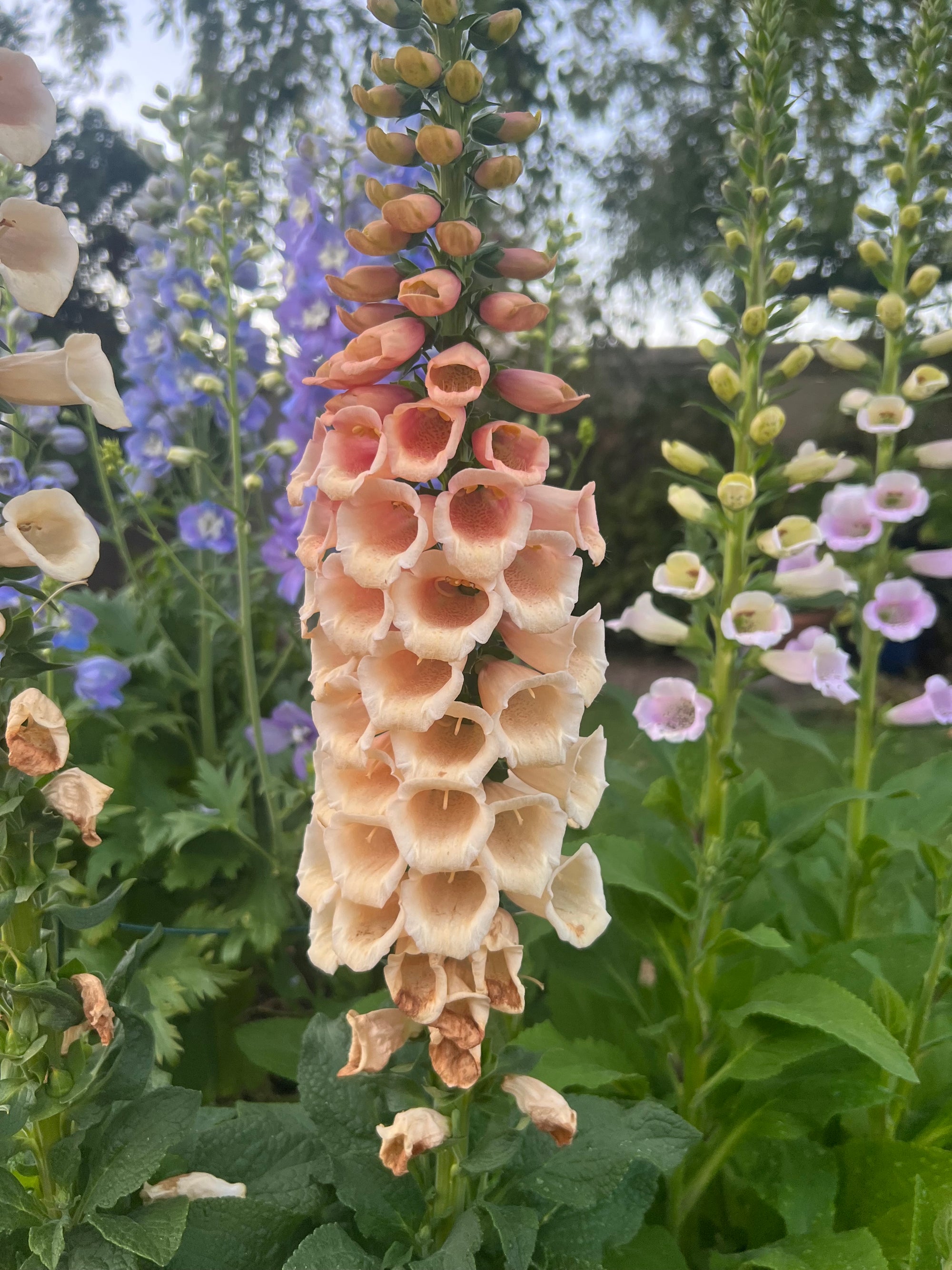 Foxglove Dalmatian Peach