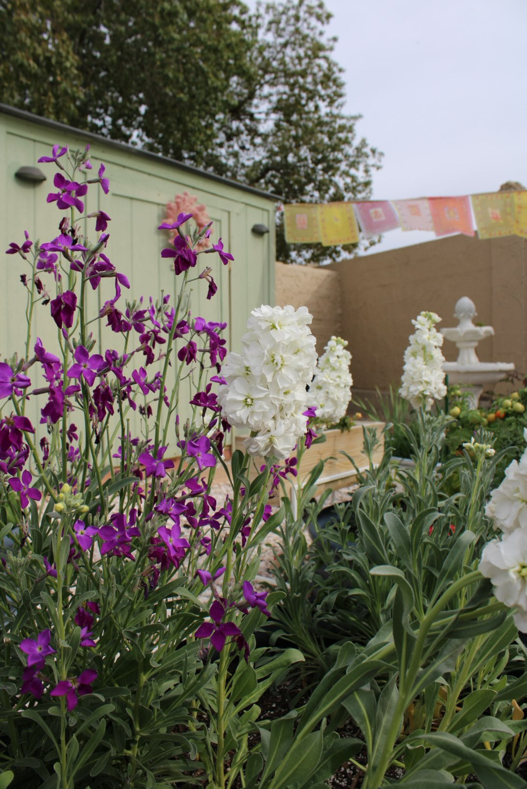 Stock Double White seeds