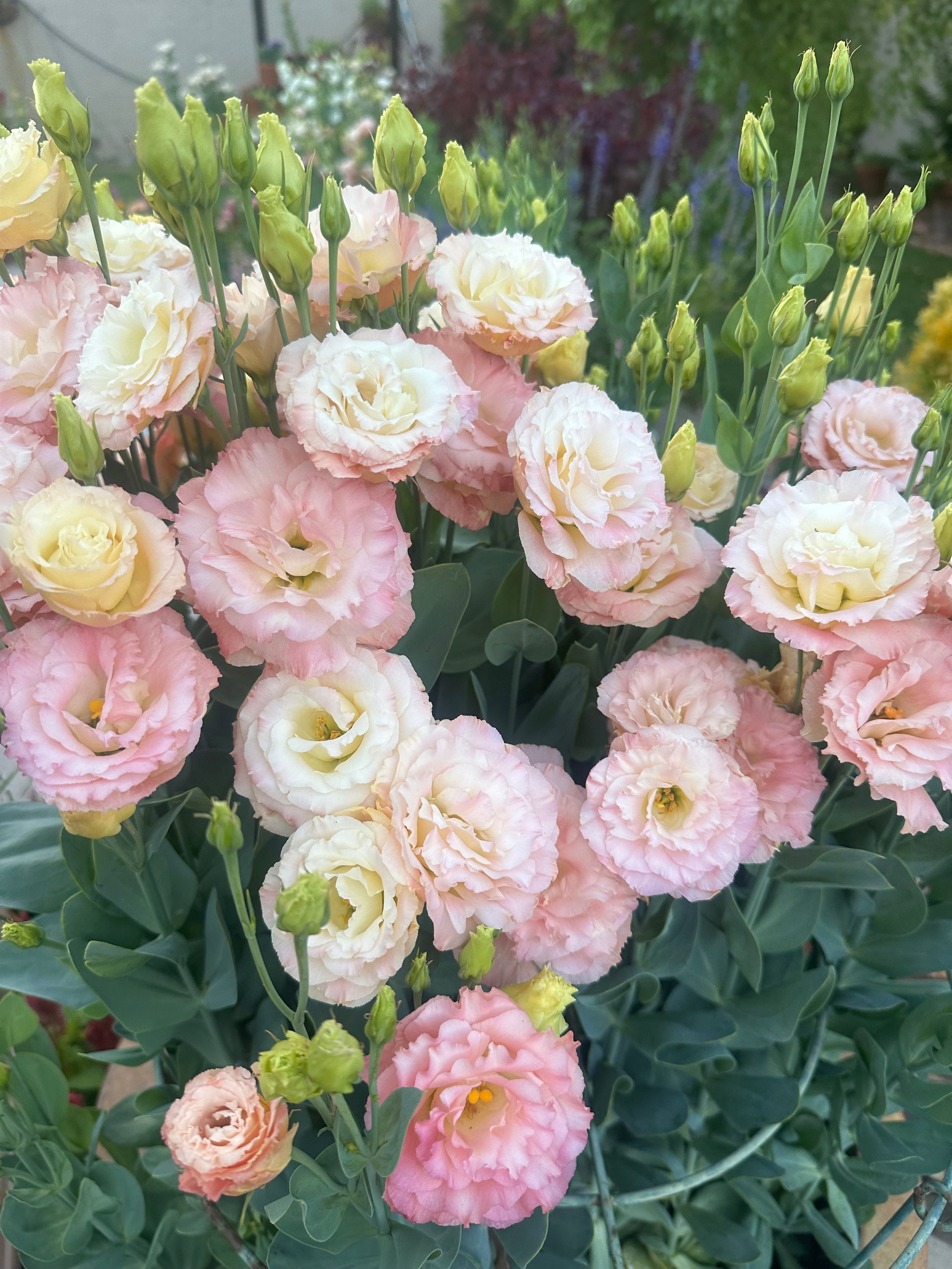 Voyage Champagne 3 Lisianthus plugs