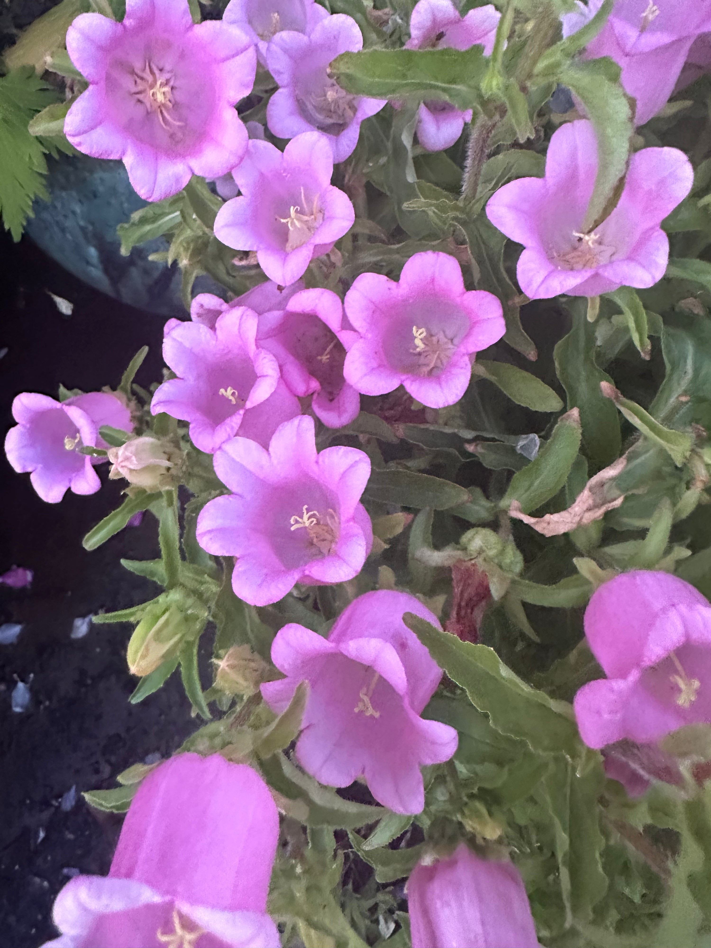Dwarf Campanula Appeal Pink plants