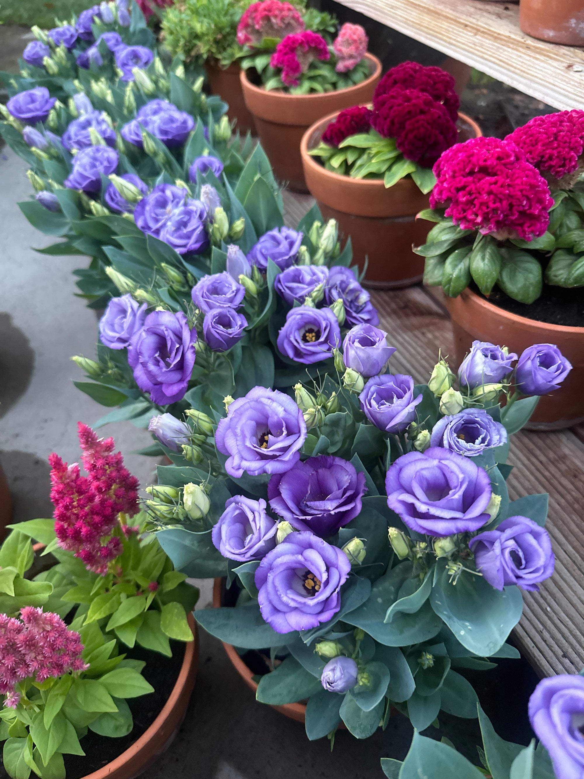 Julietta Blue Lisianthus plugs *dwarf*