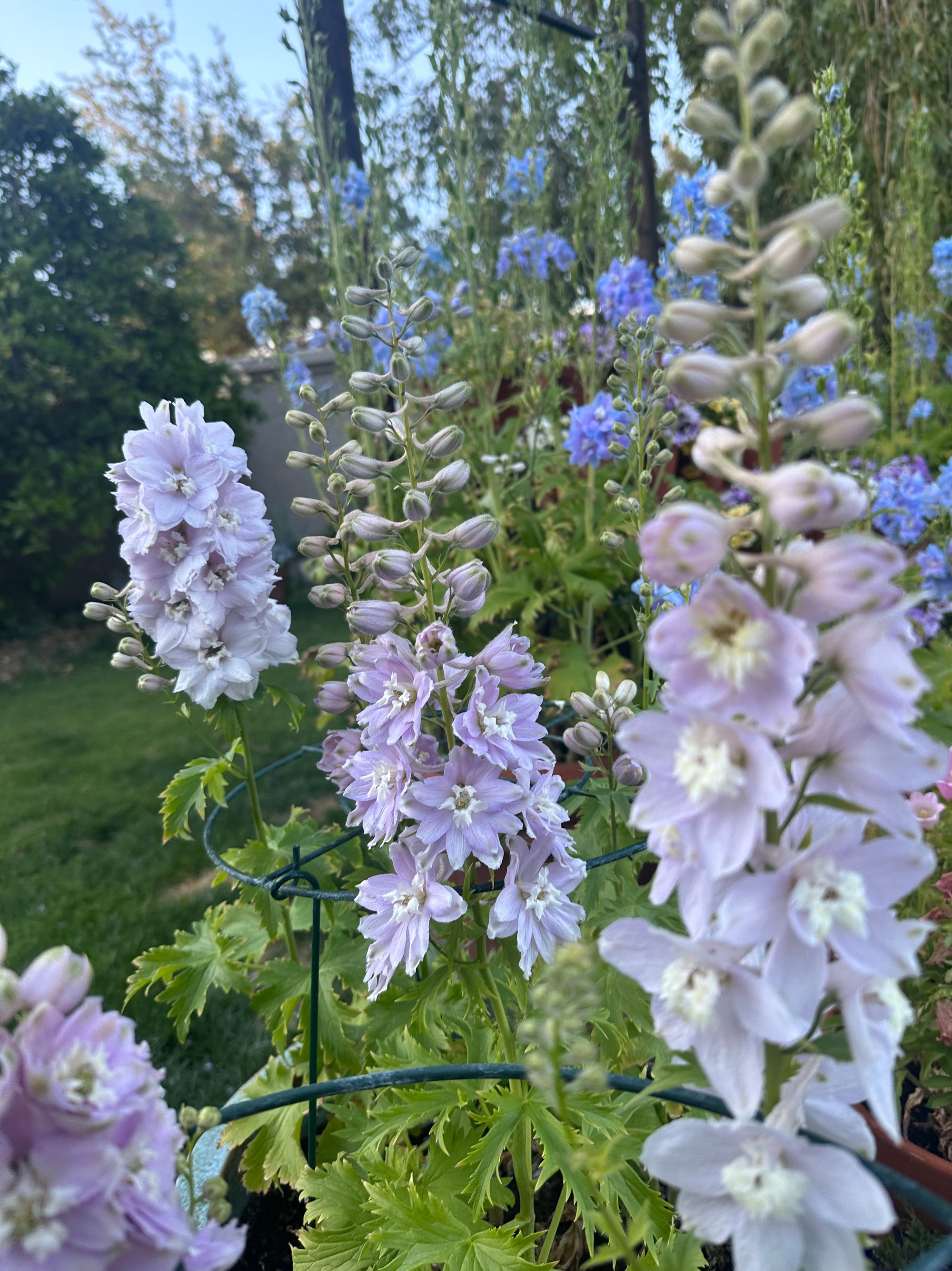 Delphinium  Magic Fountains Cherry Blossom