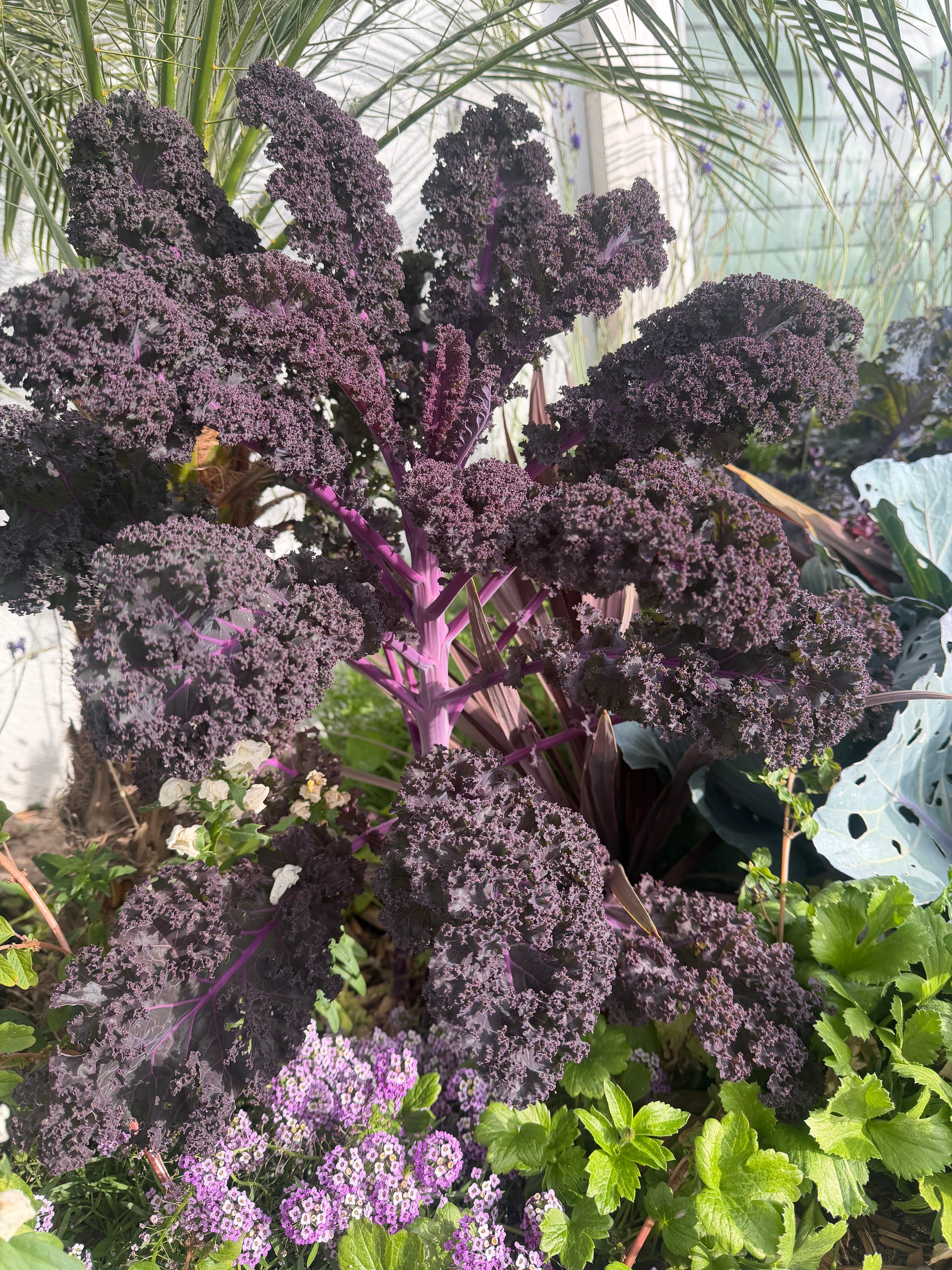 Scarlet red Kale seeds