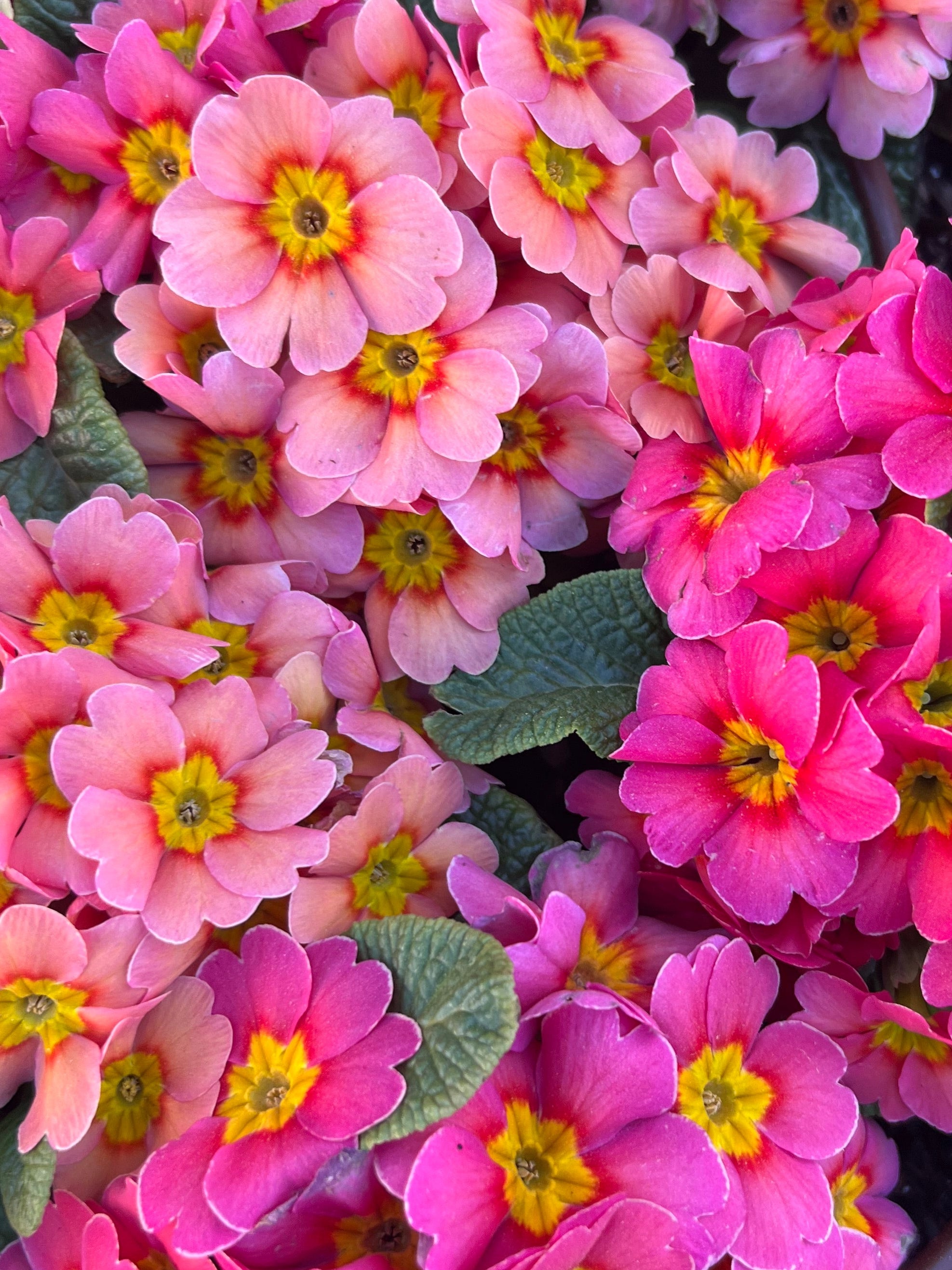 Close-up of pink  primrose flowers with yellow centers in a pot