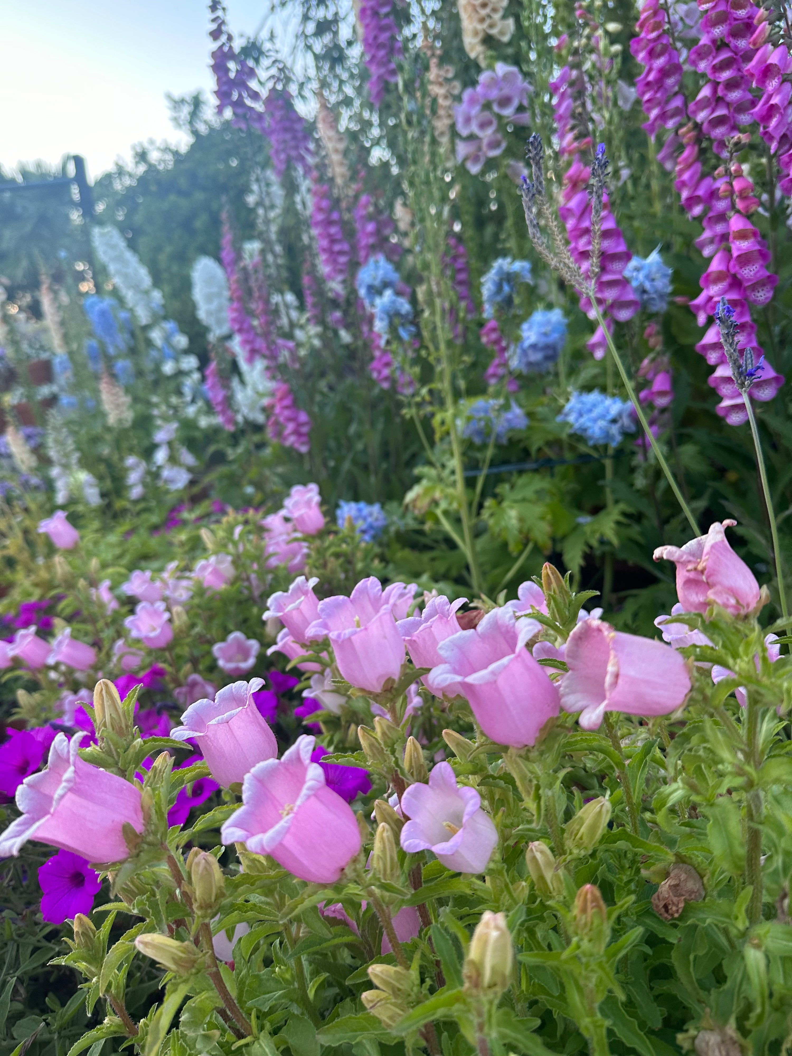 Dwarf Campanula Appeal Pink plants