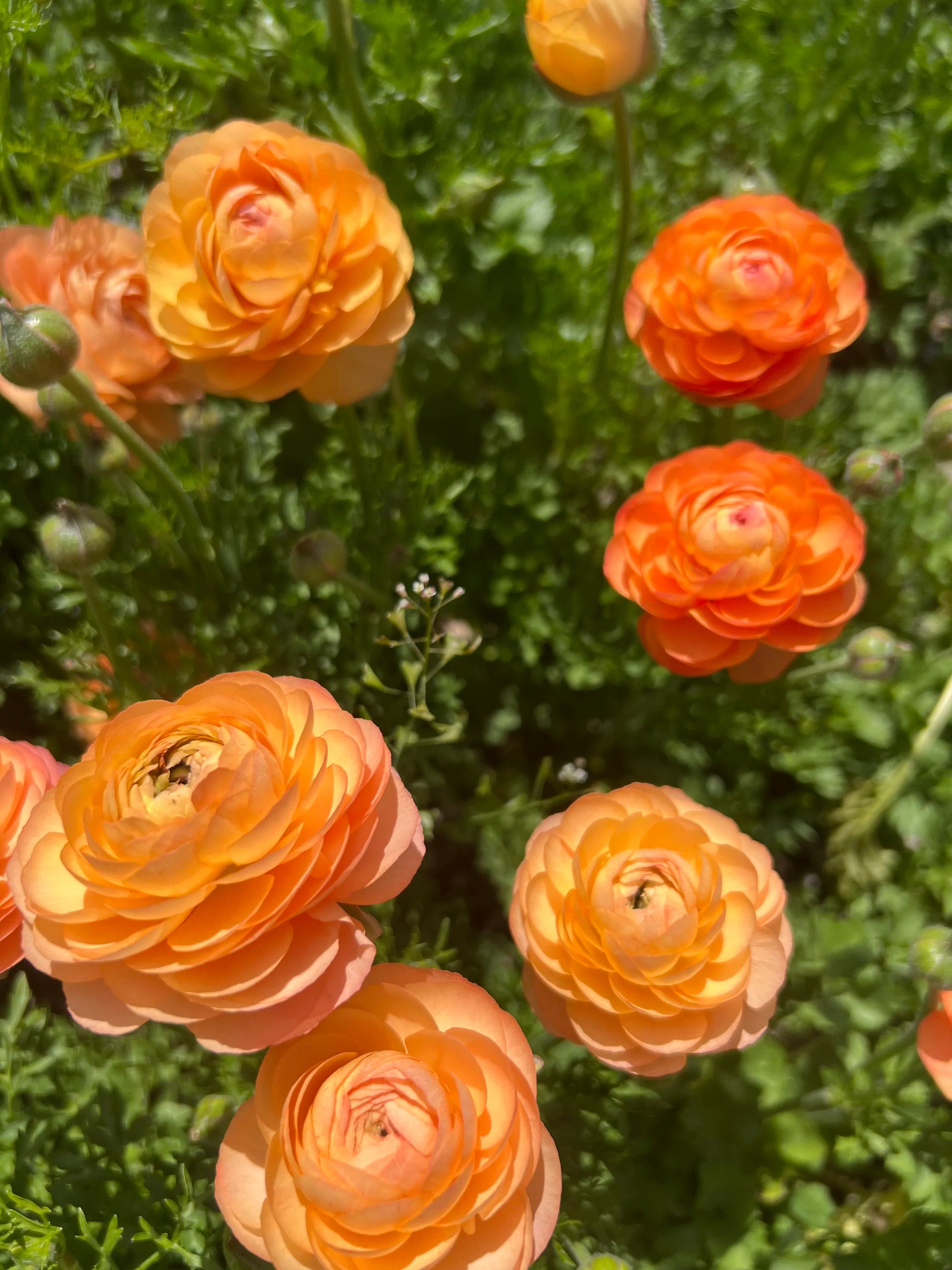 Ranunculus Amandine Salmon
