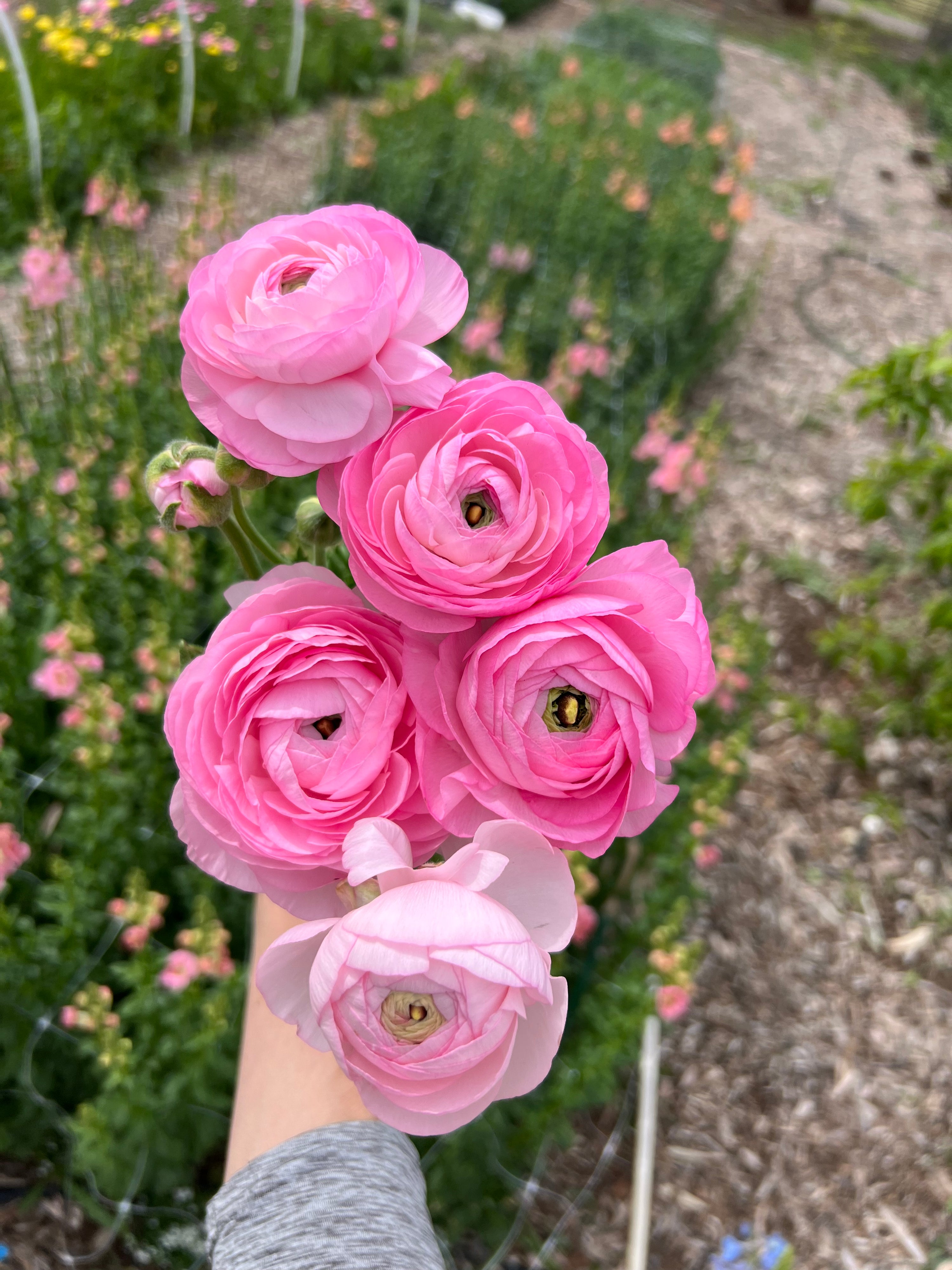 Ranunculus Chamallow