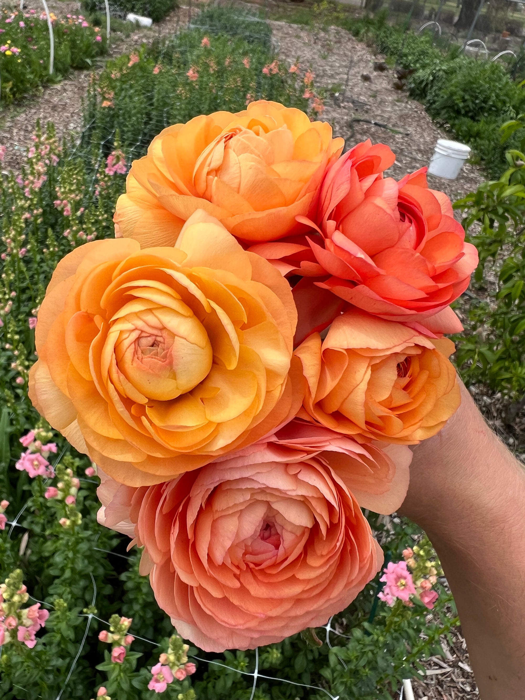 Ranunculus Labelle Salmon