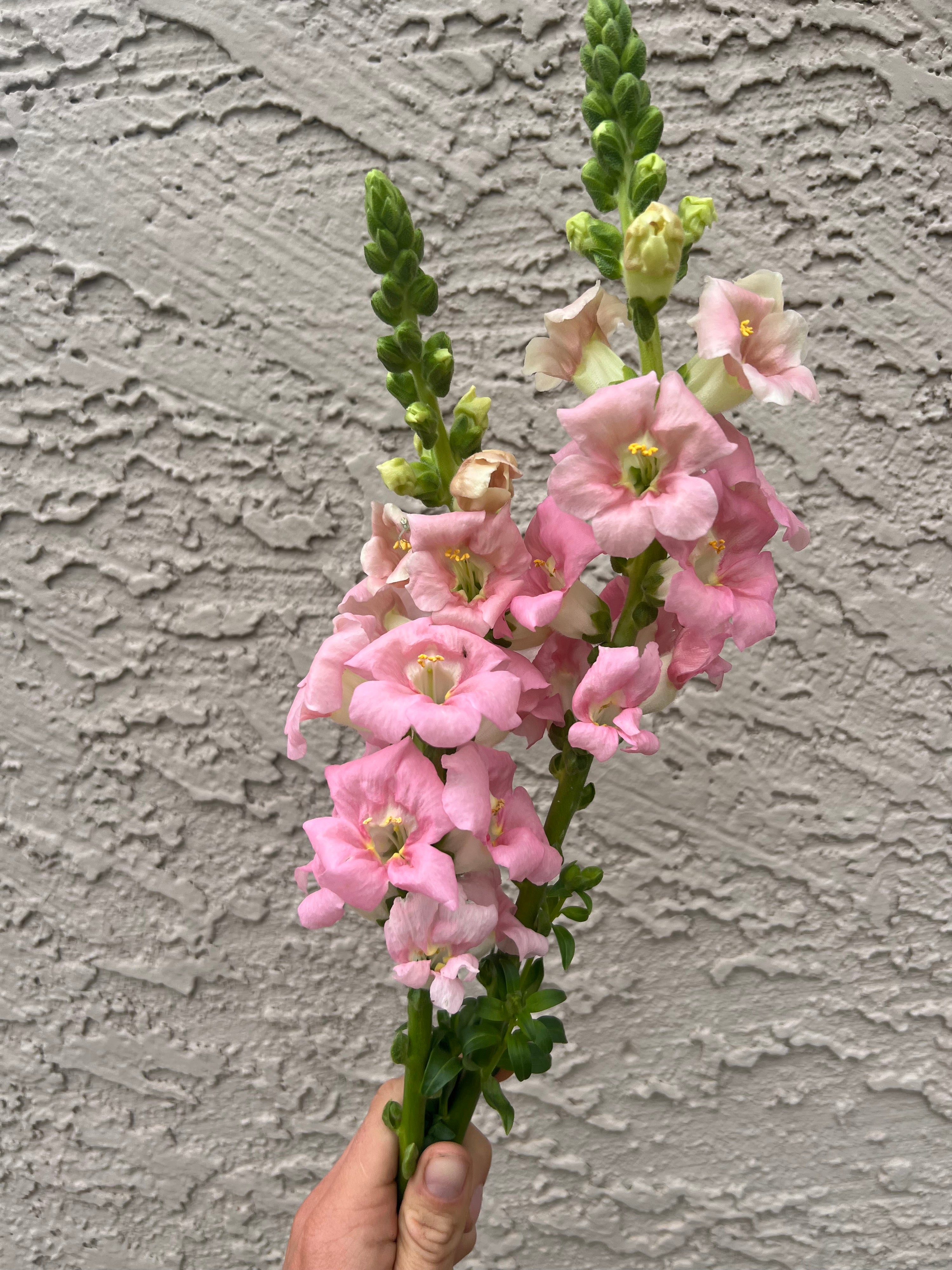 Snapdragon Chantilly Pink