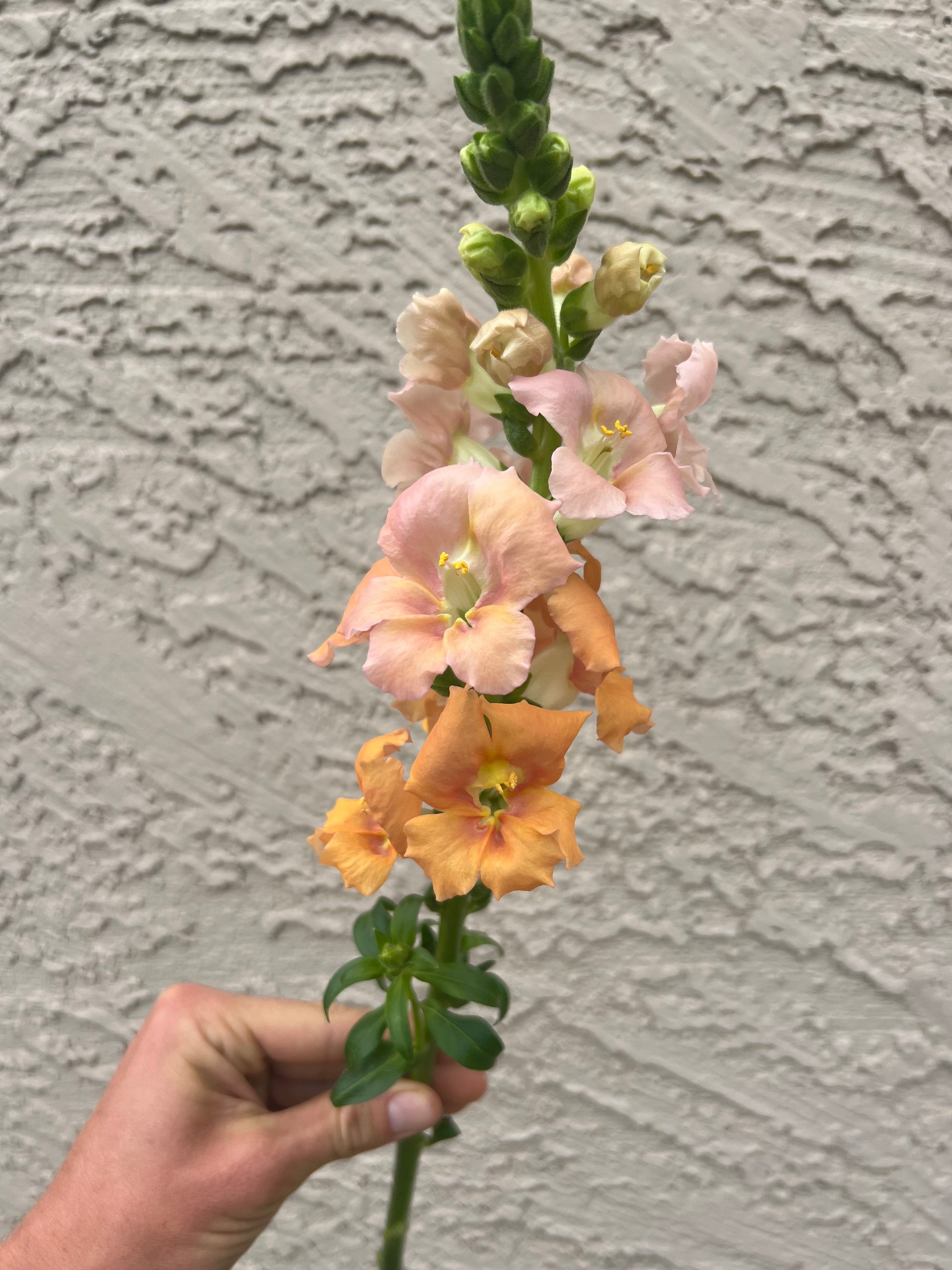 Snapdragon Chantilly Bronze