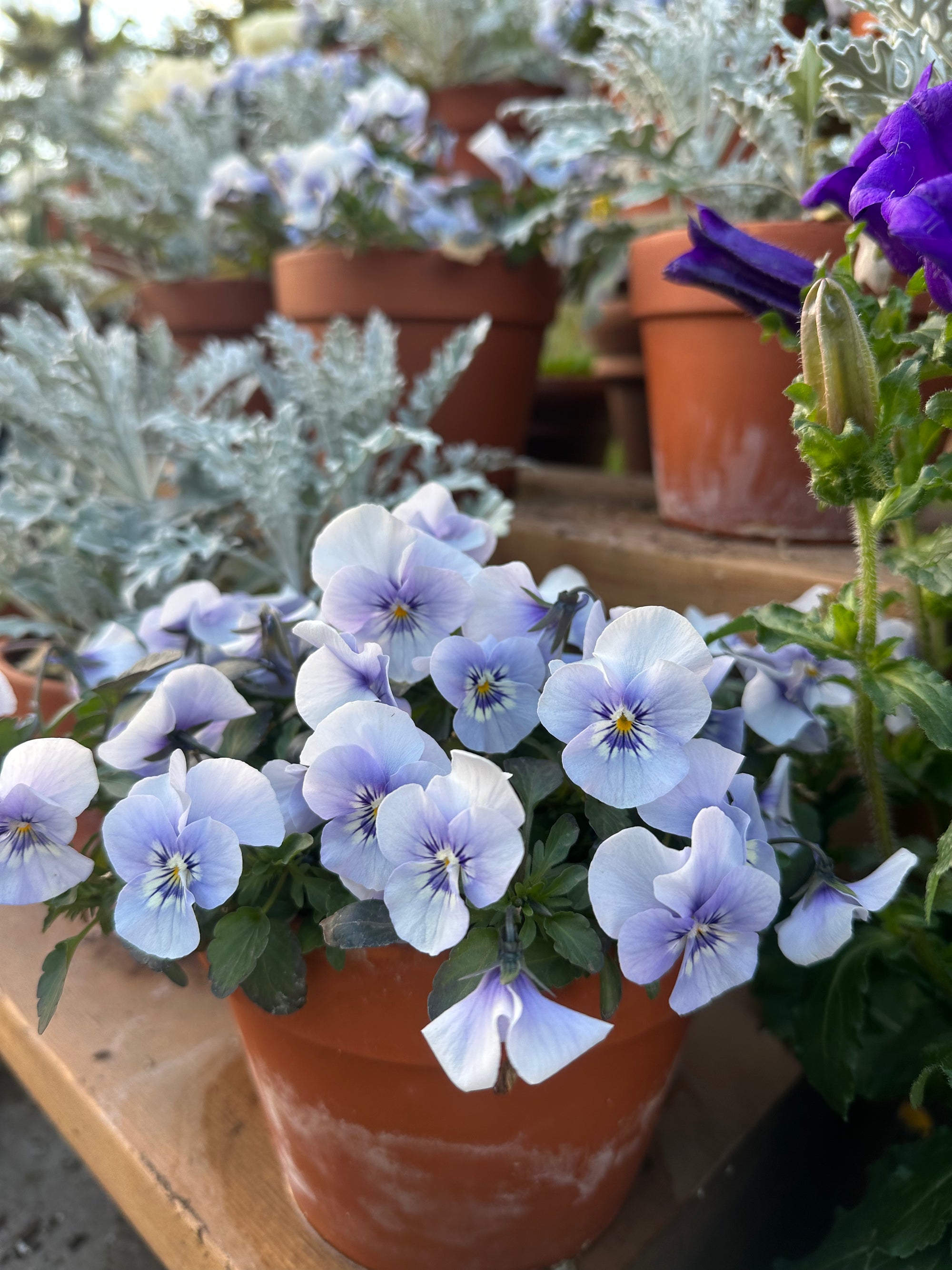 Viola Sorbet Marina 'Blue' plugs