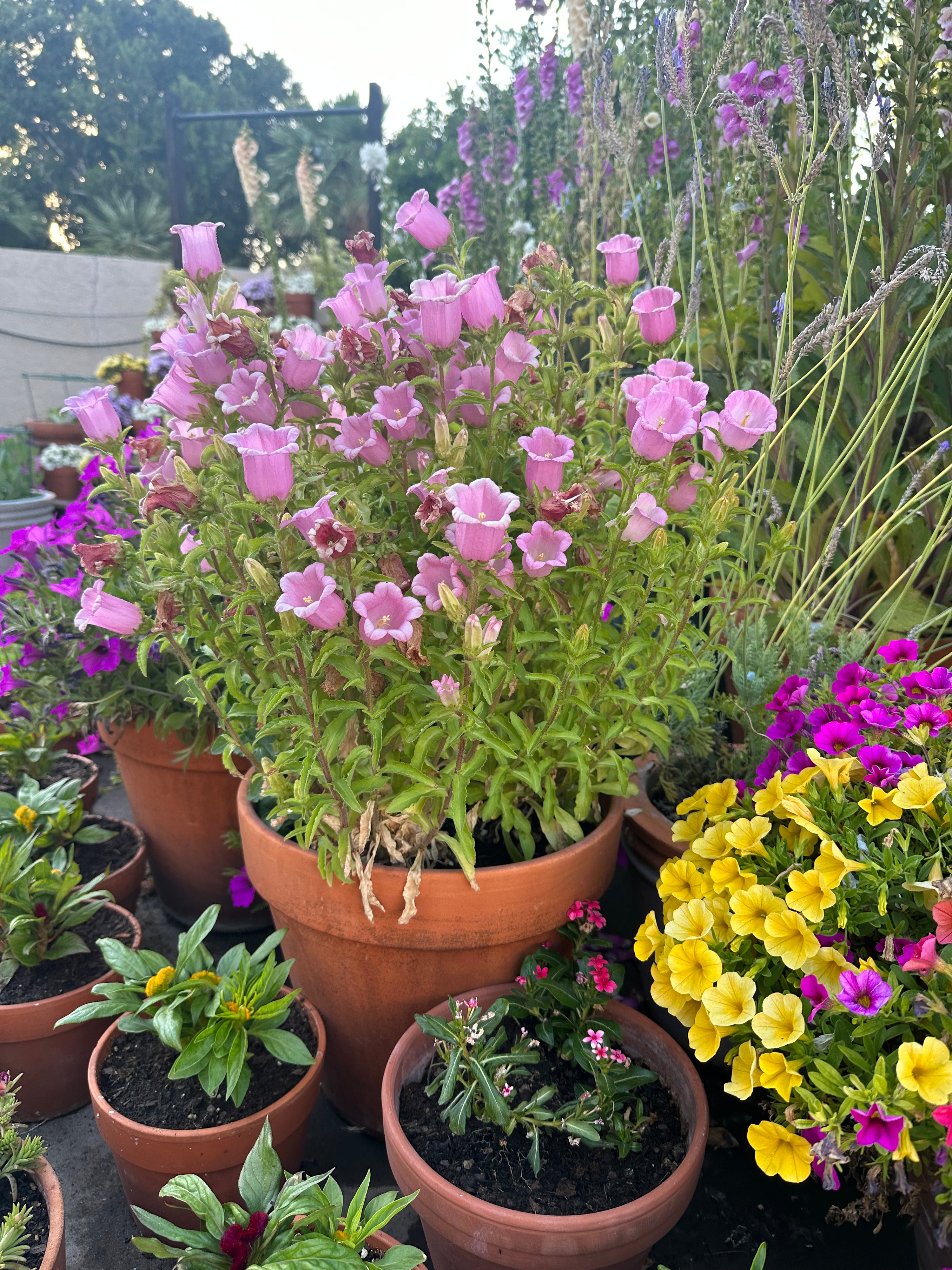 Dwarf Campanula Appeal Pink plants
